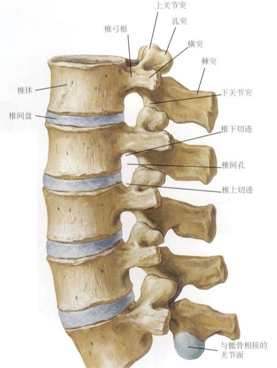 颈椎关节突解剖图片图片
