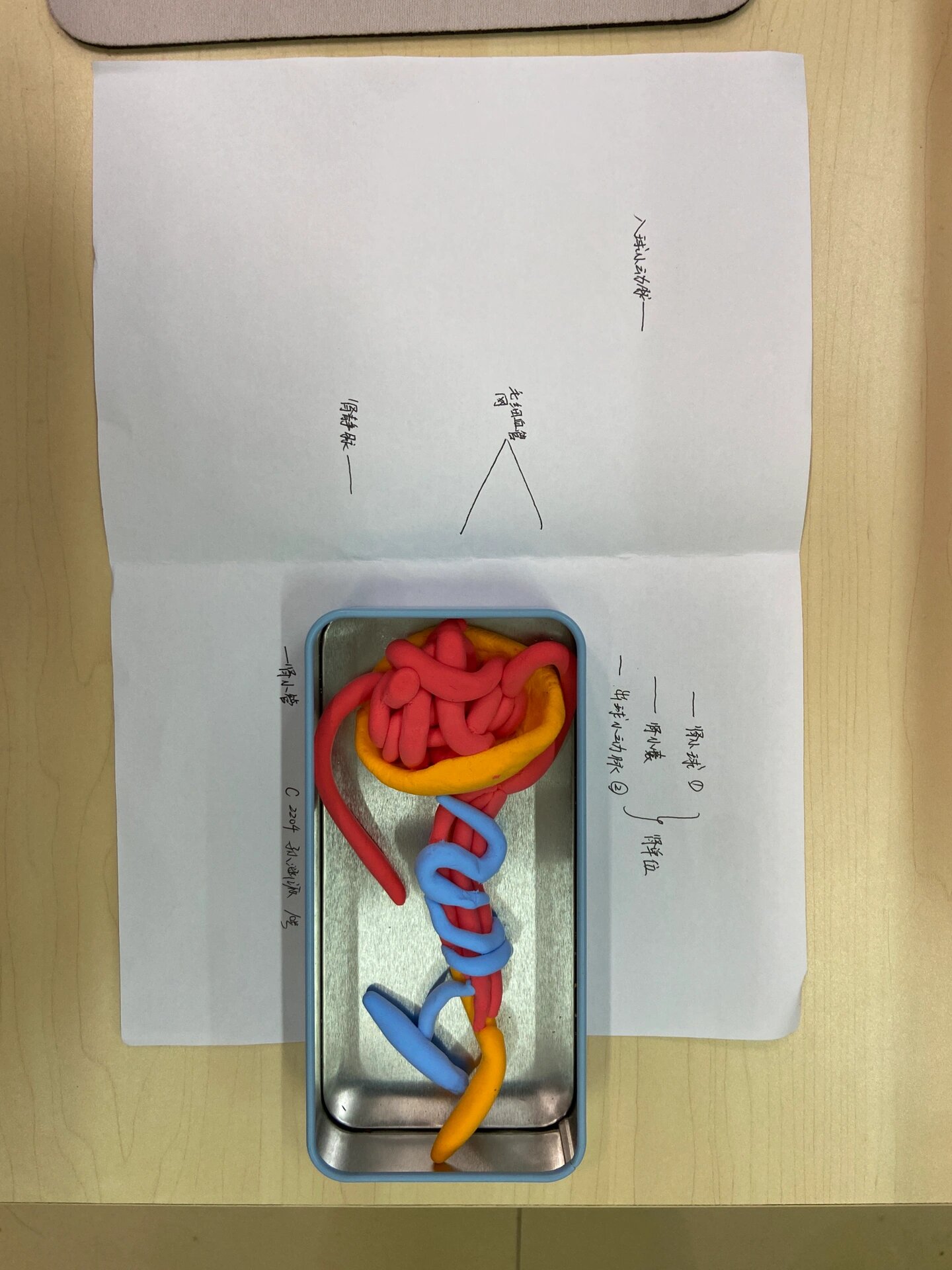 肾单位结构模型