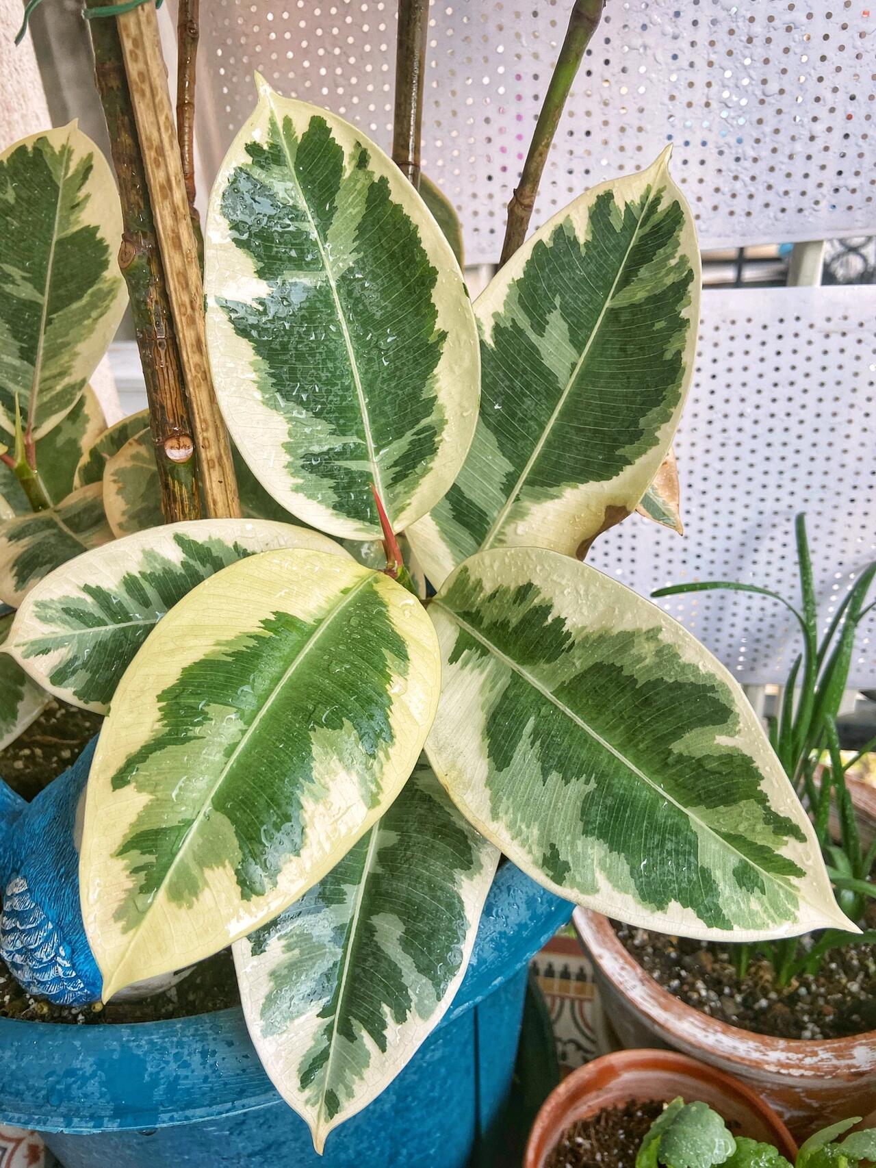 耐高温,耐晒,无虫害,不操心的橡皮树