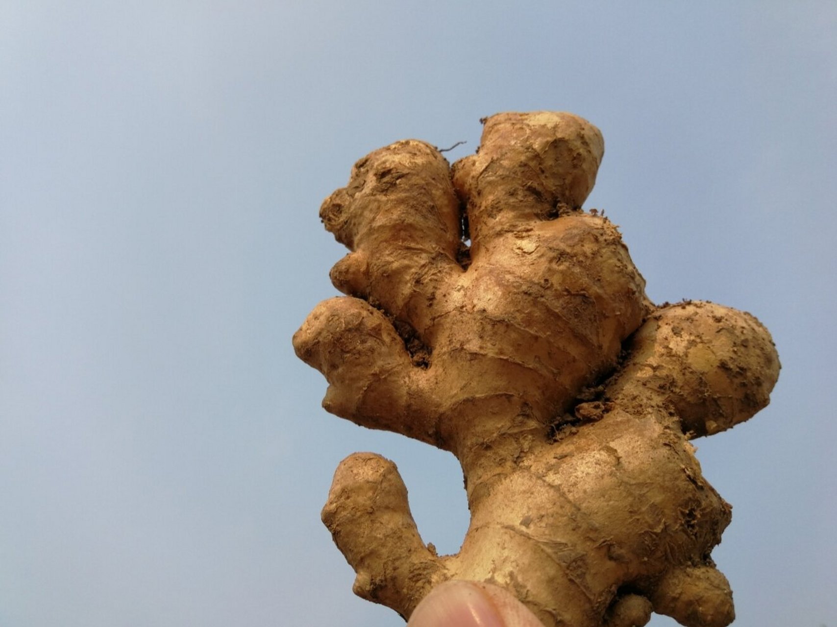 怀姜和普通菜姜的不同 普通菜姜,颜色淡,丝少,水分大容易煮烂,药用