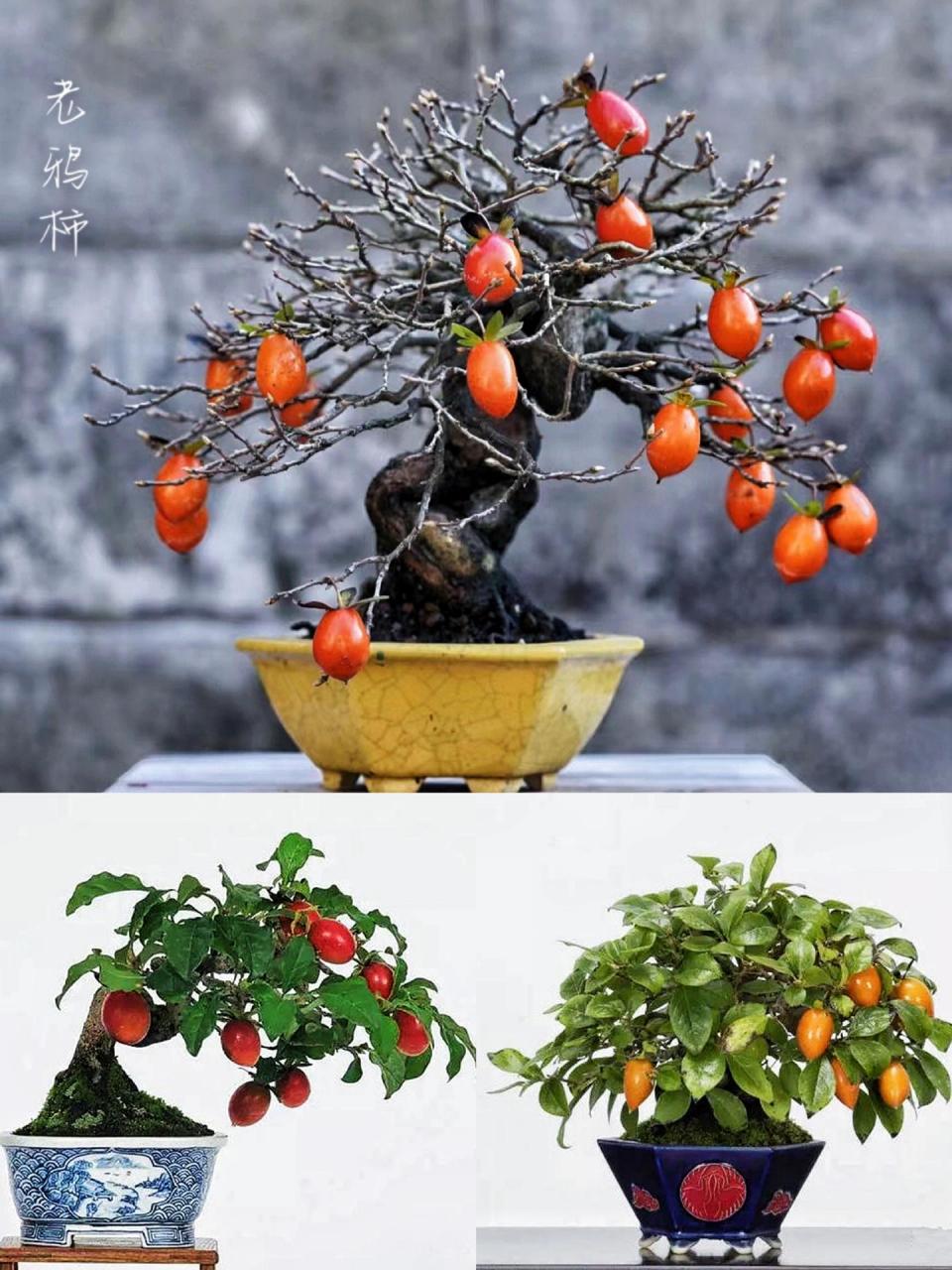 盆景|老鸦柿,柿柿如意 00 老鸦柿,也被称为山柿子,野柿子,丁香柿.