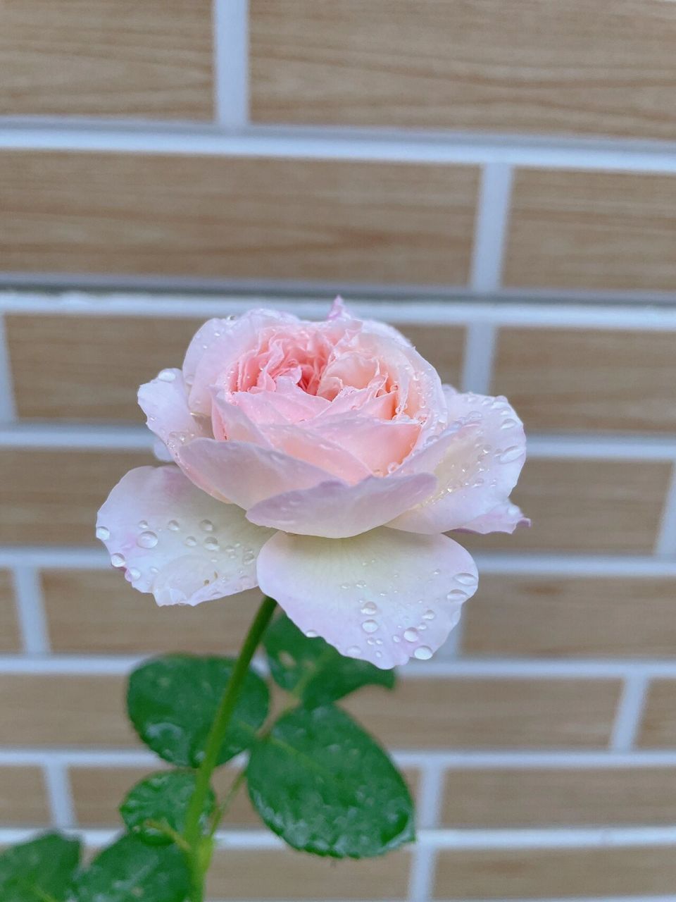 全书最美樱花公主月季!   超级美!像个粉嫩粉嫩的少女!