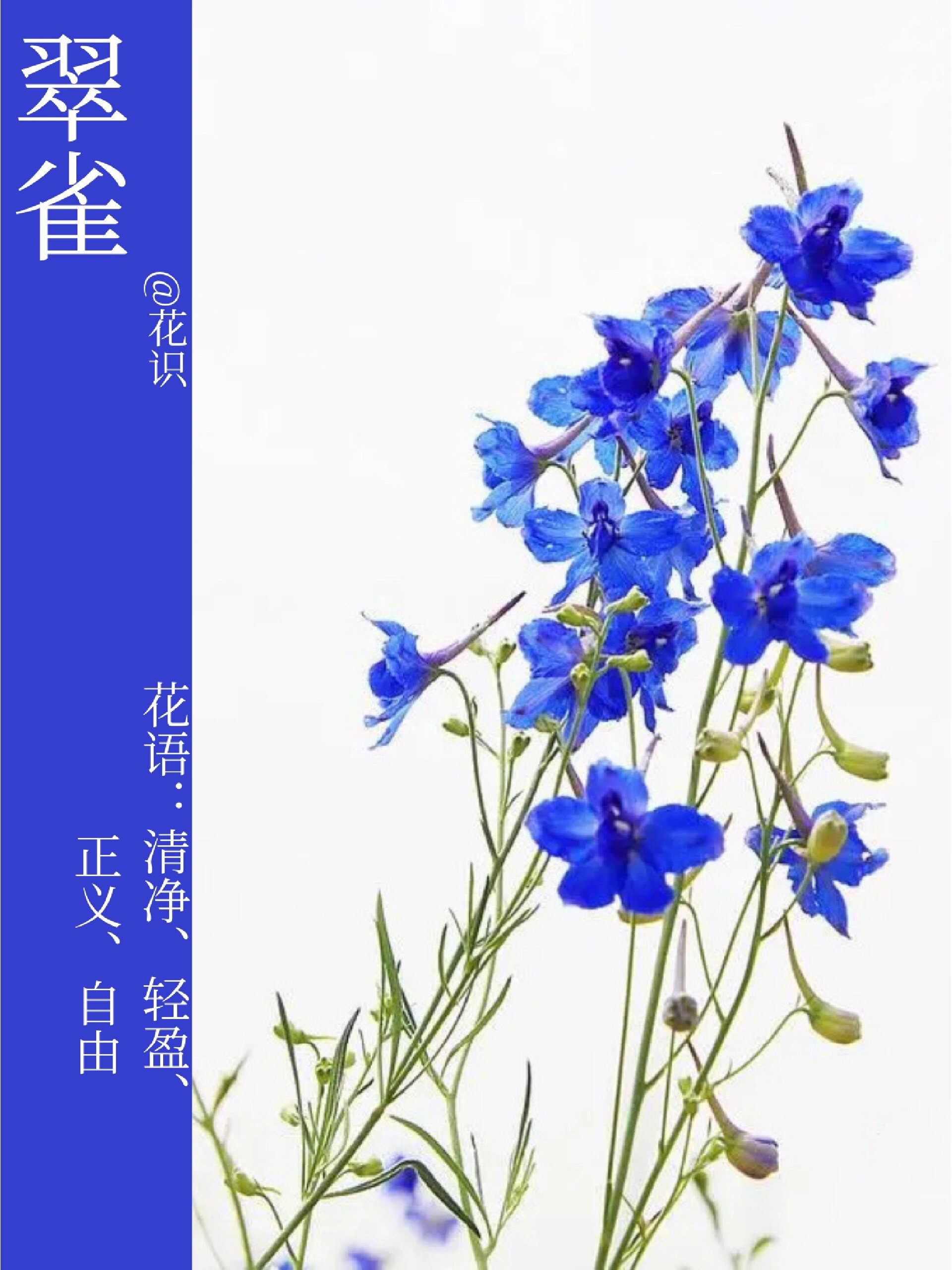 每天带你认识一种花|翠雀
