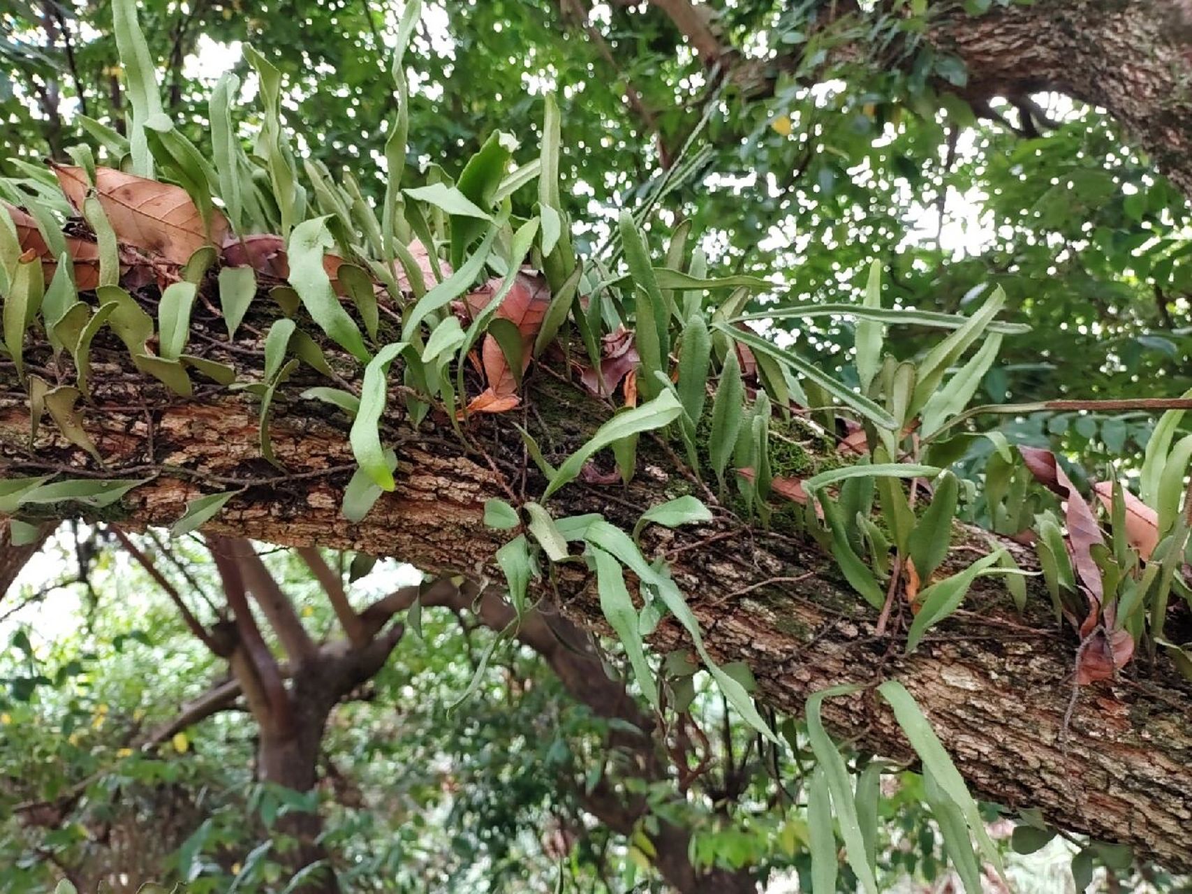 本土原生中草药材(14)小叶石韦 小叶石韦 利水通淋,清肺止咳,凉血止血