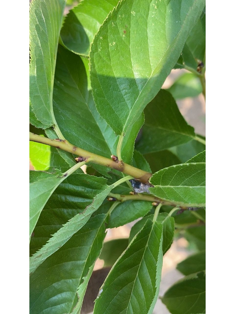 桃树花芽分化示意图图片