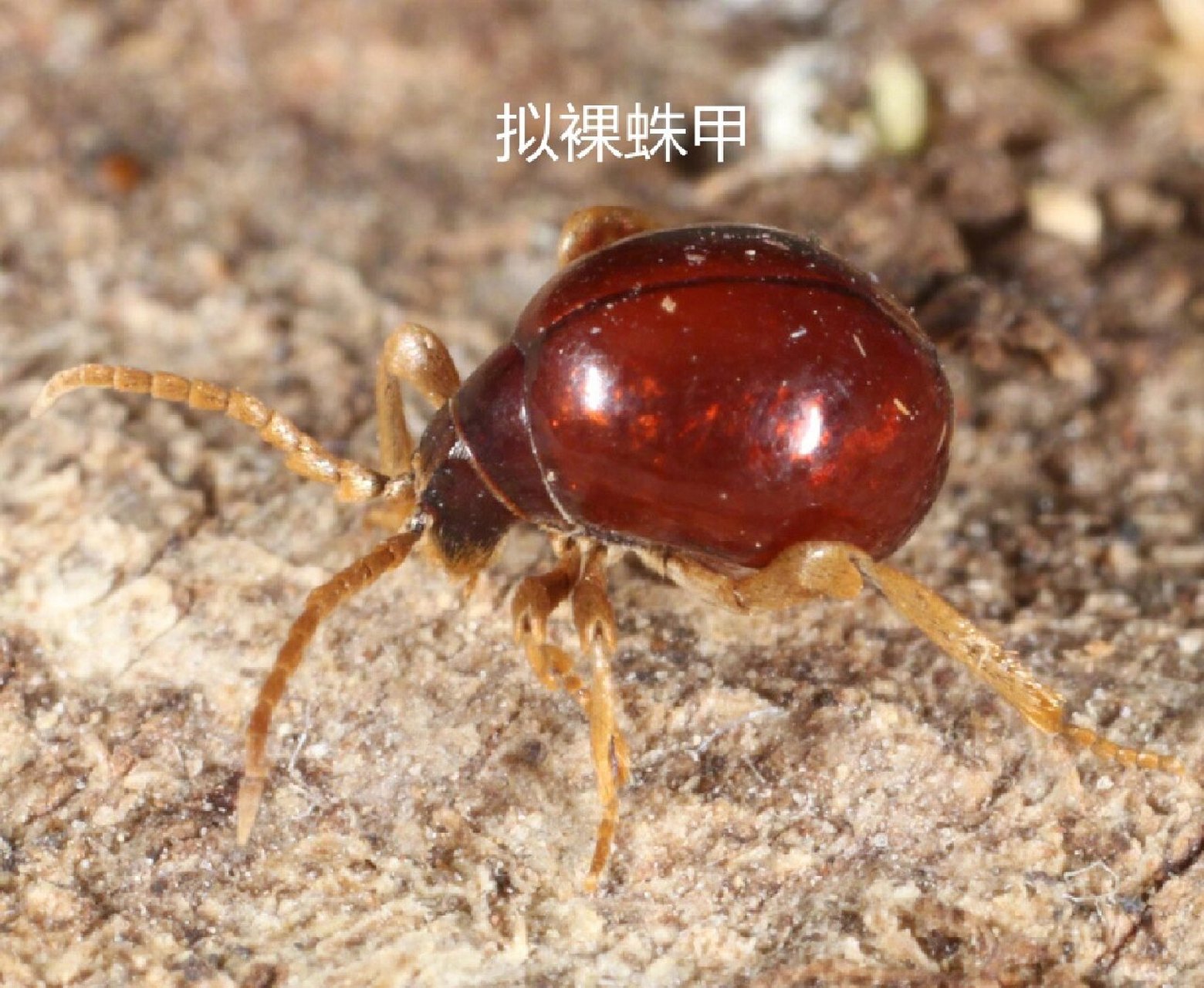 卧室里出现米虫(米象),哪里来的?