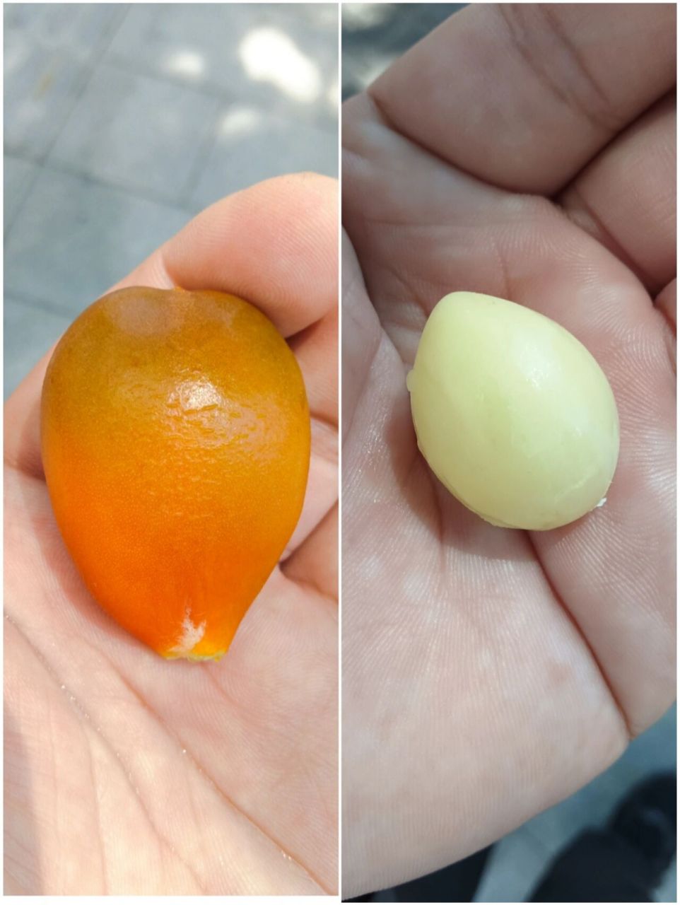 原来铁树的果实长这样