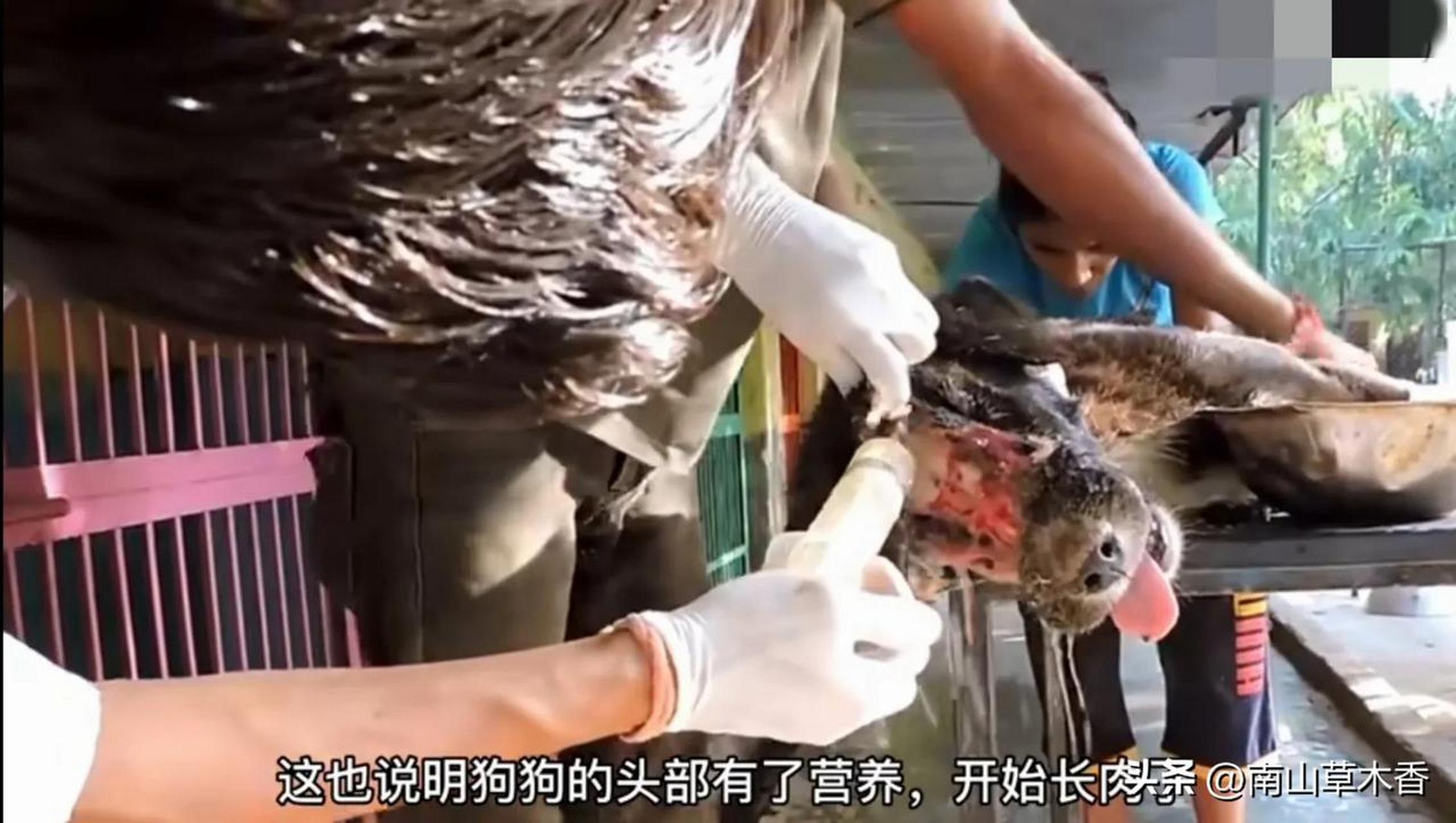 "印度的一只黑色的土狗,只见这只狗的头部受伤严重,被人遗弃在土坑里