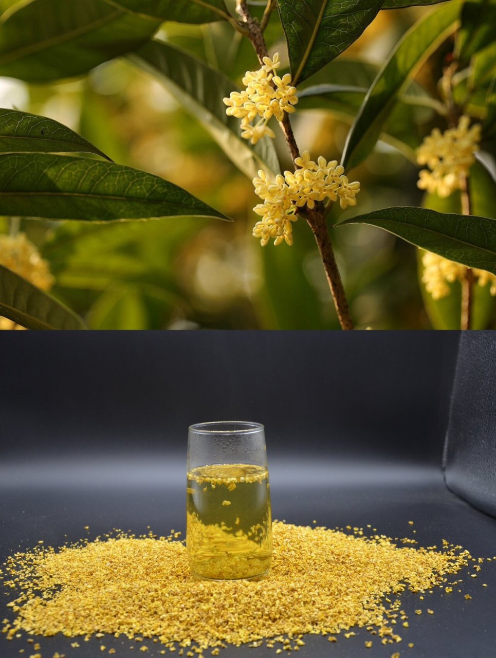 桂花是桂林的市花 桂林因桂树成林而得名,桂花历史文化相当浓郁.