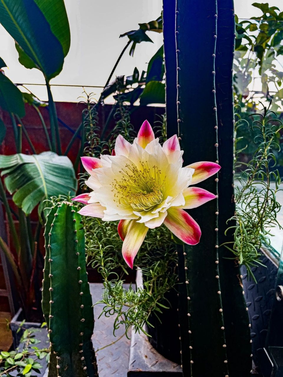 龙骨开花 龙骨(量天尺)难得开花,花语无尽的未来!