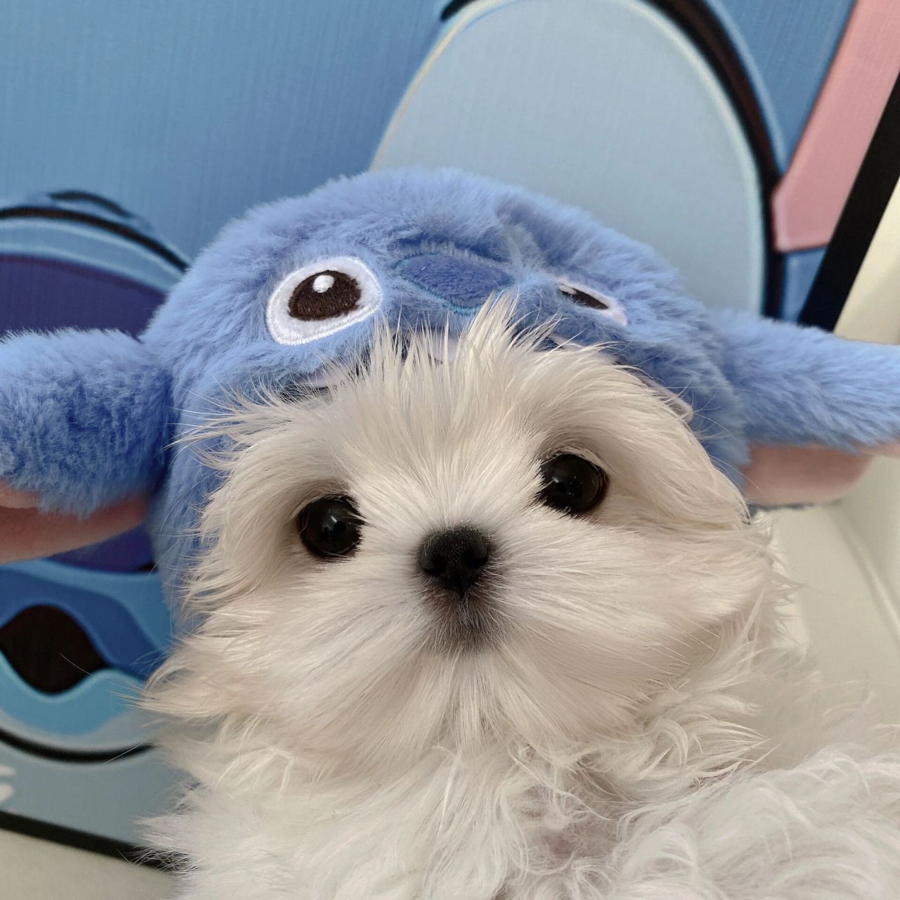 狗狗情侣头像给大家安排上 整理了一期马尔济斯头像 世界上怎么会有