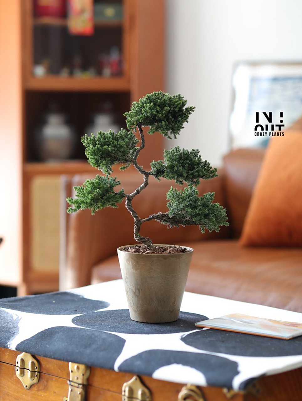 养好一盆塔松,从造型到养护都缺一不可.