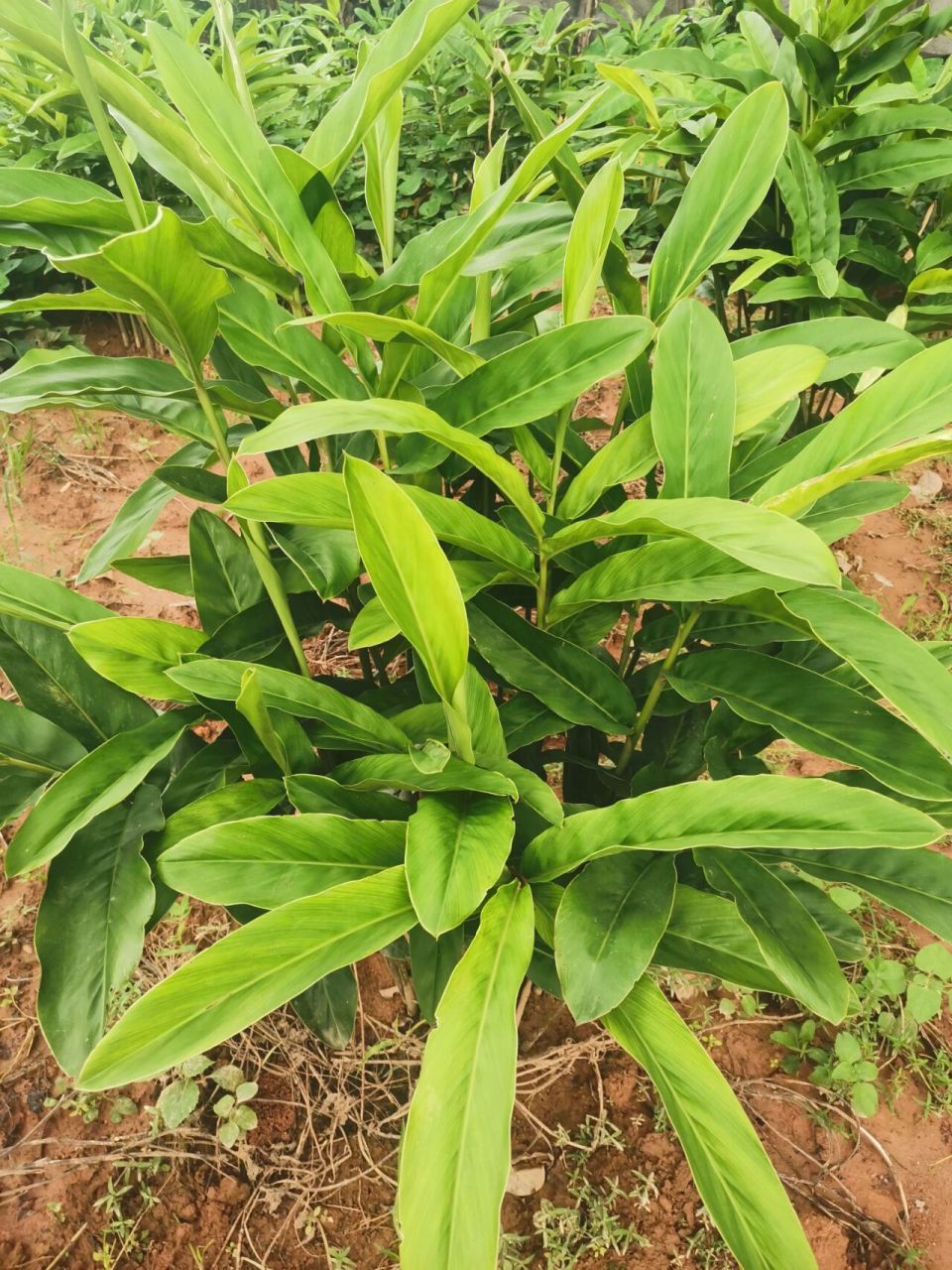 南姜种植,今年的南姜生得比较漂亮,年底开 南姜种植,今年的南姜生得