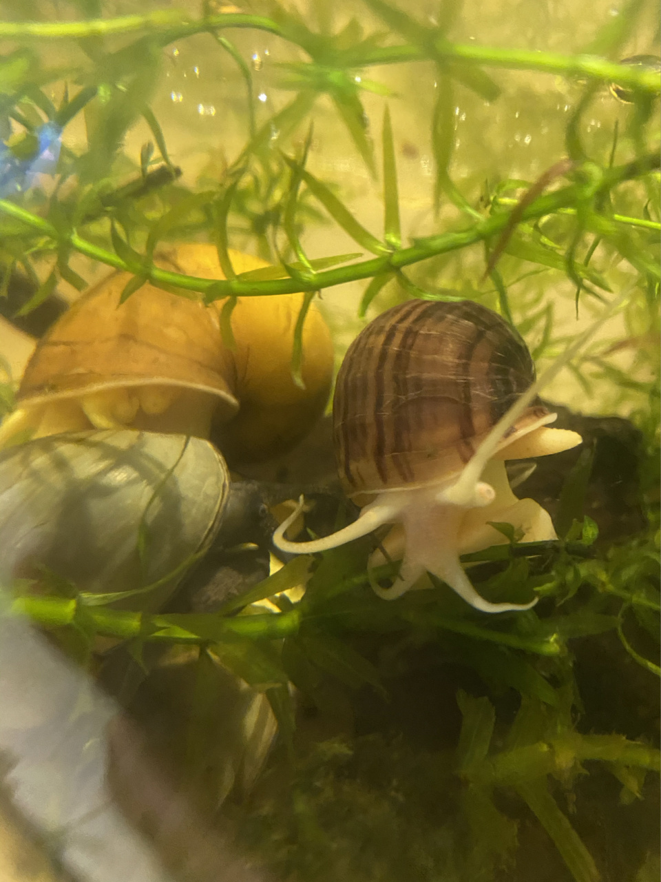 观赏海螺饲养和繁殖 今年五月份买的海螺,有黄金螺,蓝神秘螺,苹果螺