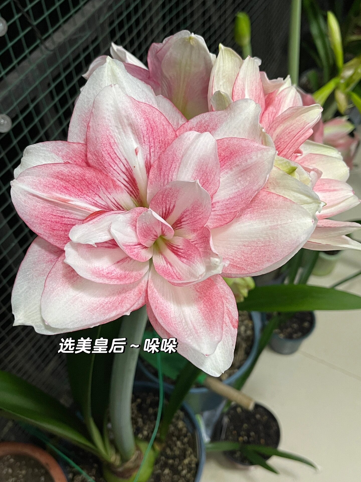 澳洲朱顶红:选美皇后