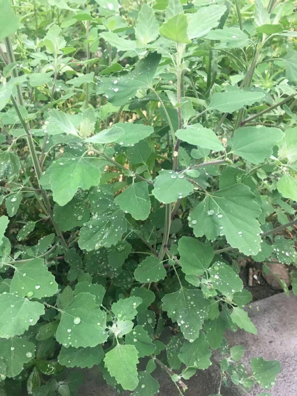 这个野菜你那里有吗 灰灰菜,又名藜,别名野灰菜,灰蓼头草等,为藜科一