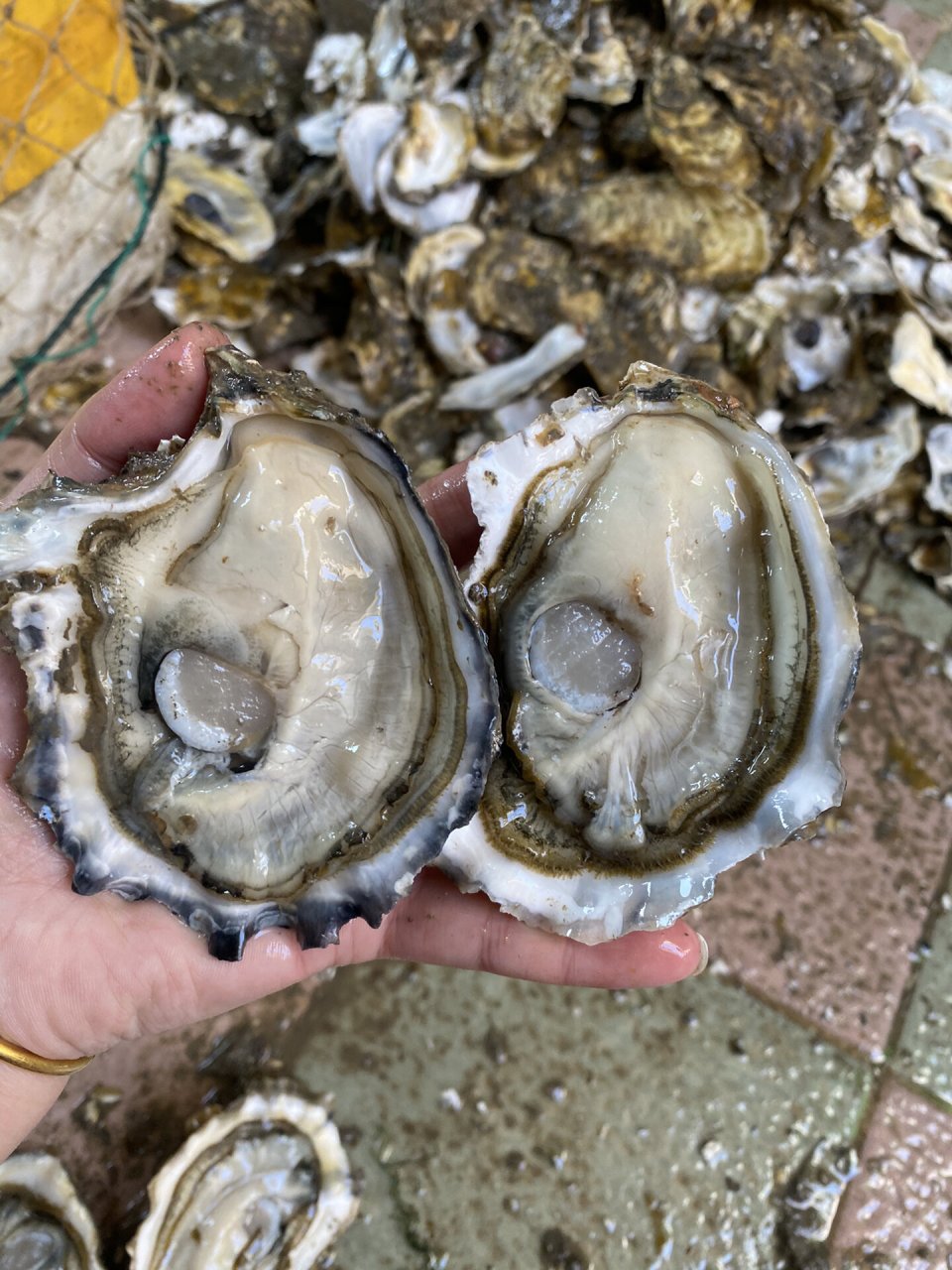 生蚝100个58包邮南澳蚝,烧烤蚝,汫洲蚝,烧烤摊生蚝,可提供半壳,每天现