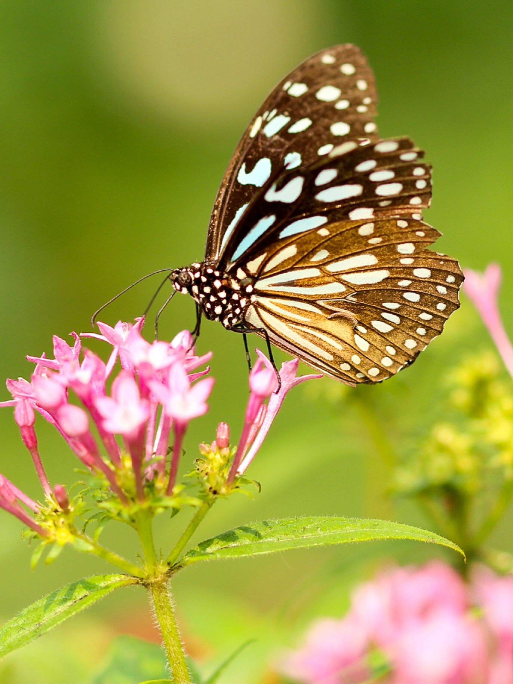 【免费商用绘画素材】动物篇 | 蝴蝶03 7315今日分享:蝴蝶03.