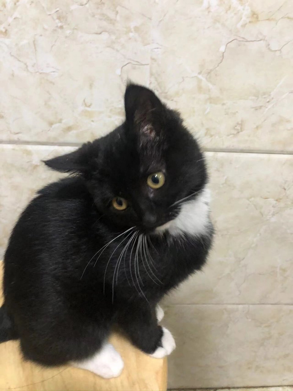 乌云盖雪奶牛猫是不是都长一模一样啊 一样的白围脖一样的白手套一样
