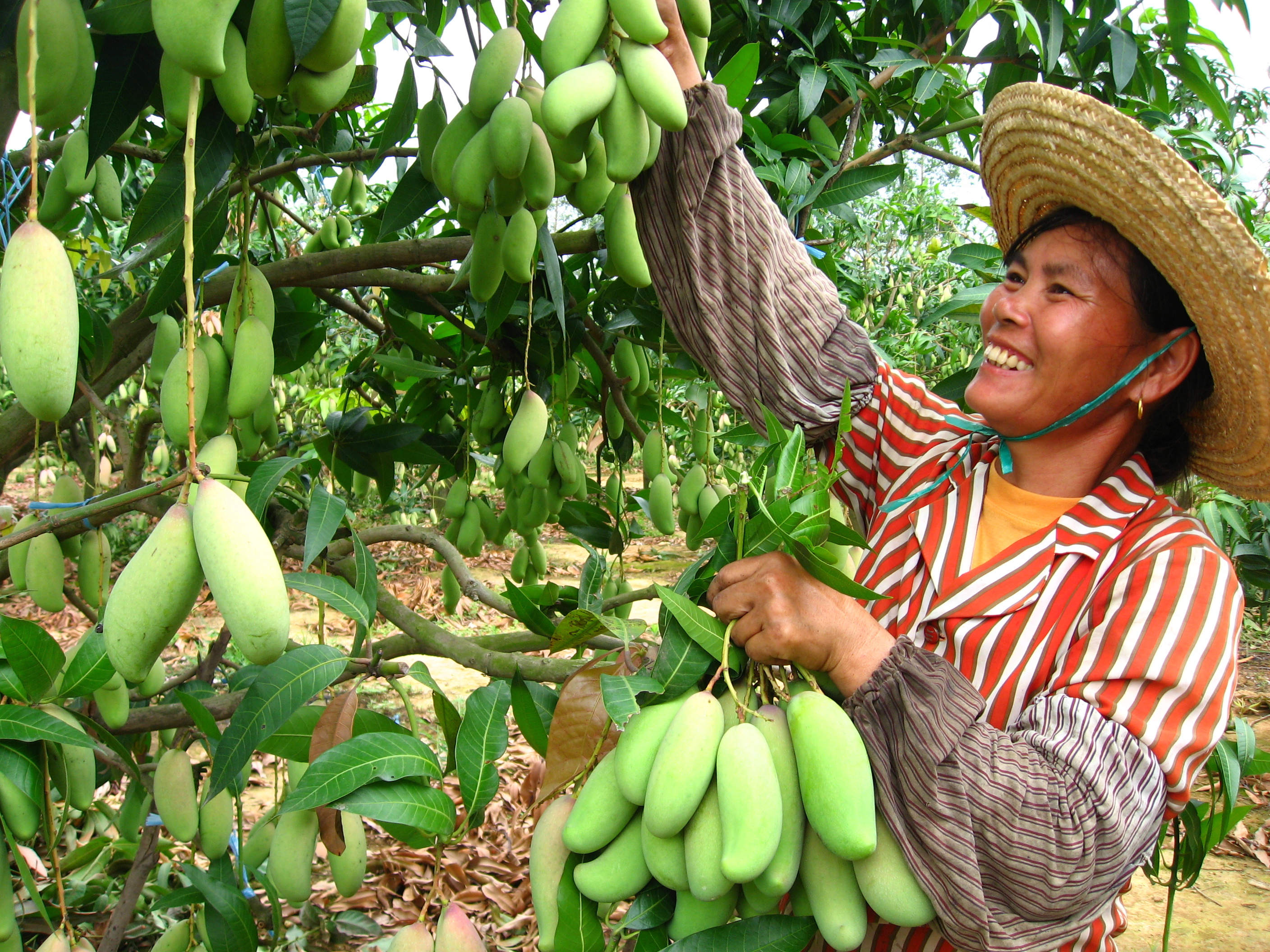 ai上南宁很容易【百色田阳:小芒果做成大产业】田阳芒果种植面积达43