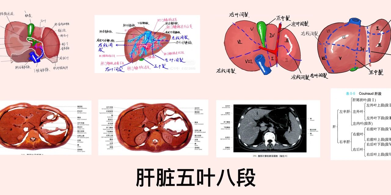 肝脏的五叶八段图片