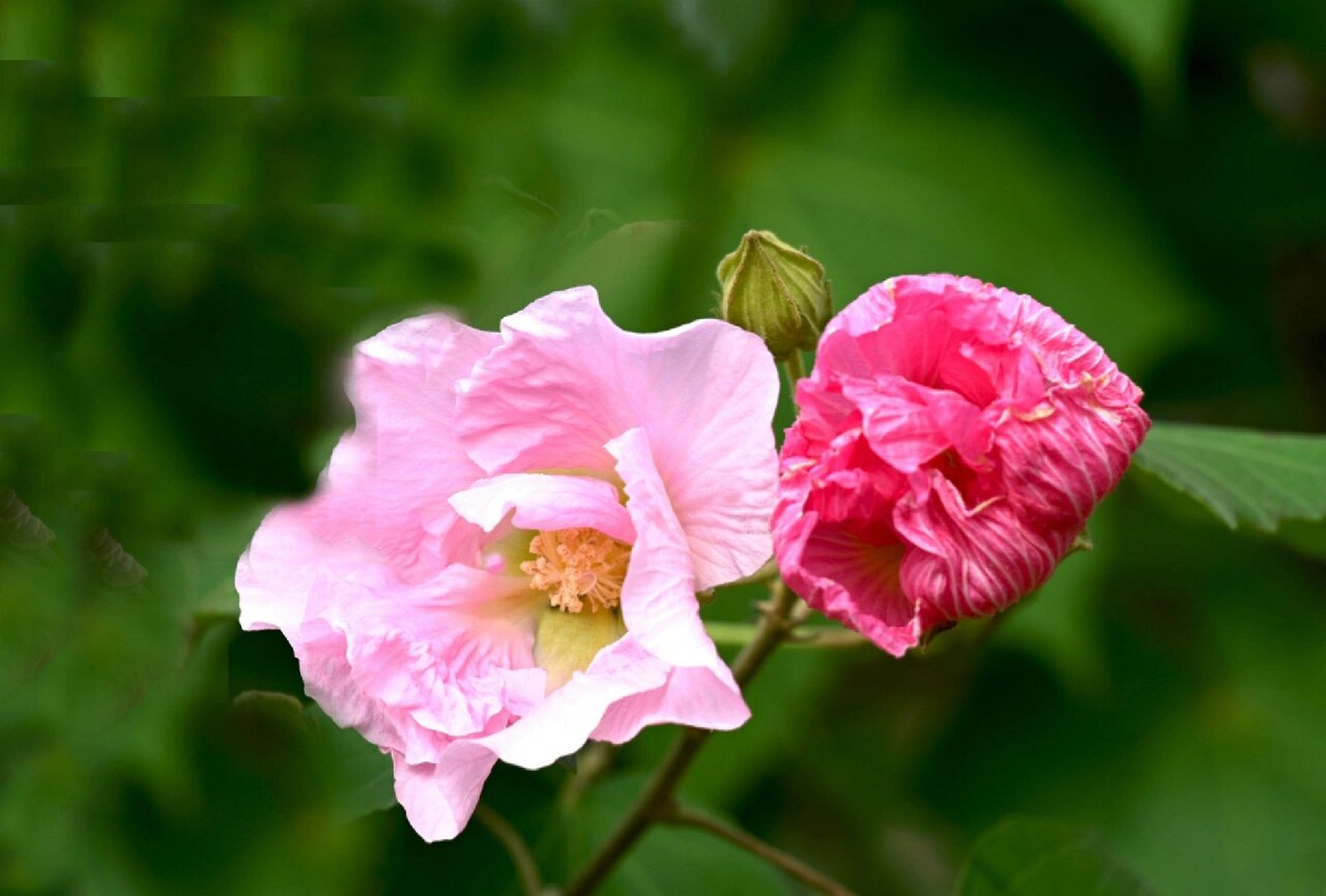 1983年,芙蓉花正式命名为成都市花.从此