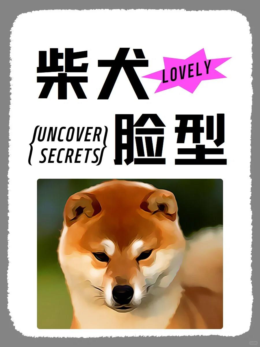 柴犬脸型大揭9215 其实啊柴犬的脸蛋分两种,一种是尖嘴狐狸脸,看