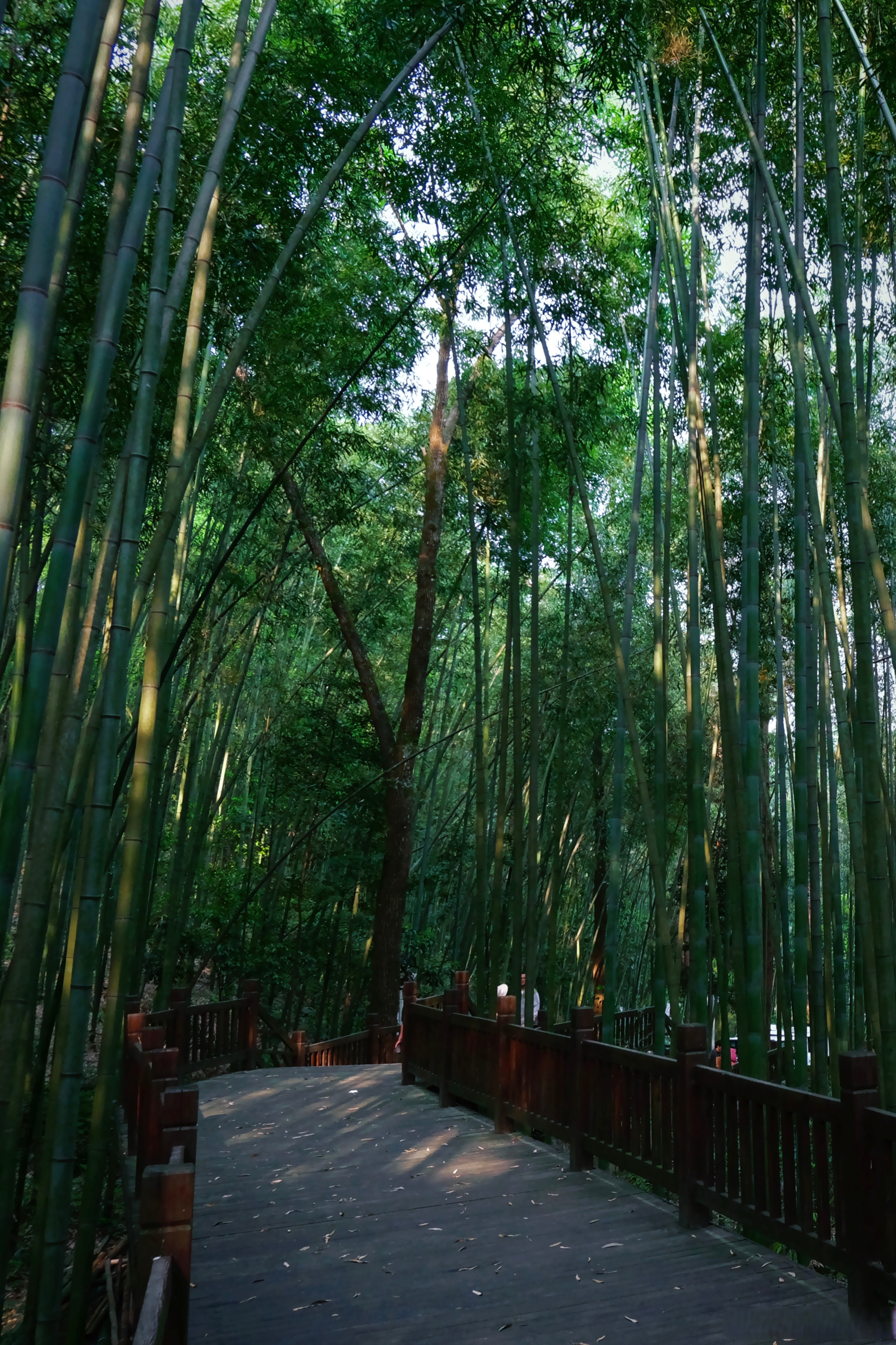 我在梁平找到了山水画里的百里竹海～ 这里…溪流漫地,湖水涵天,延绵