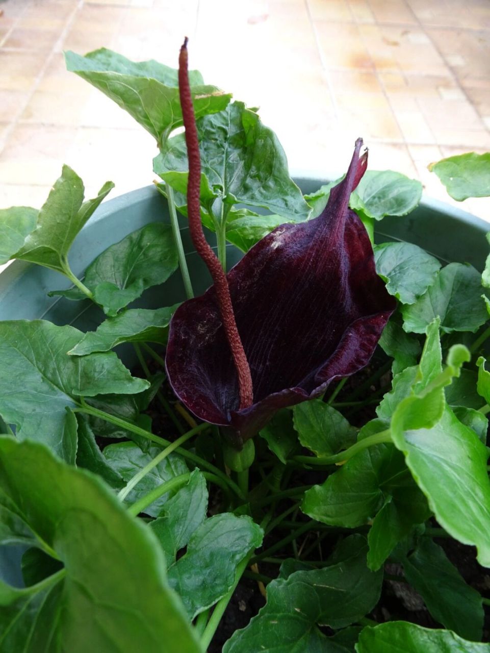 犁头尖,花香贼臭,粪味