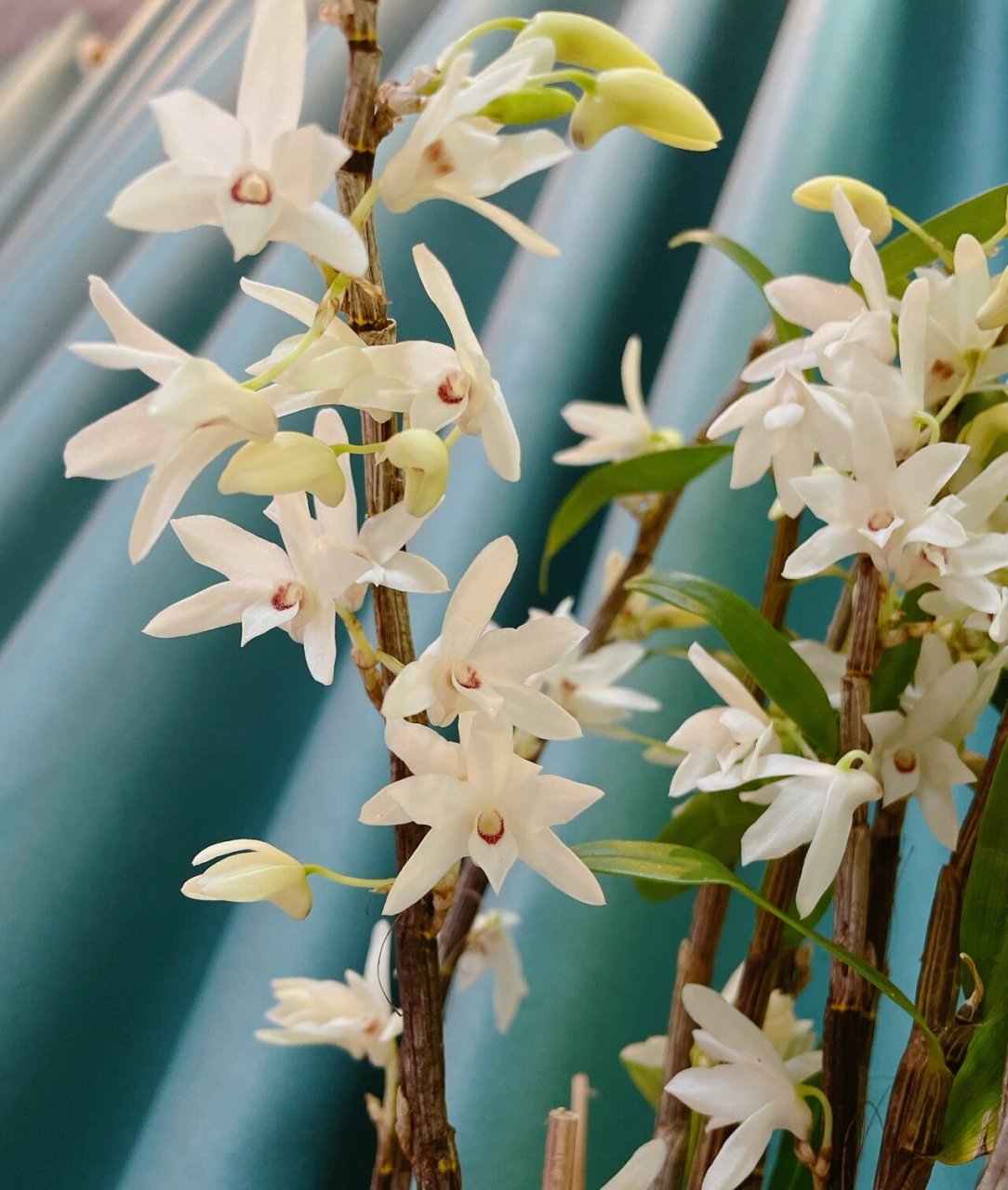 铜皮石斛 香香的铜皮开花啦