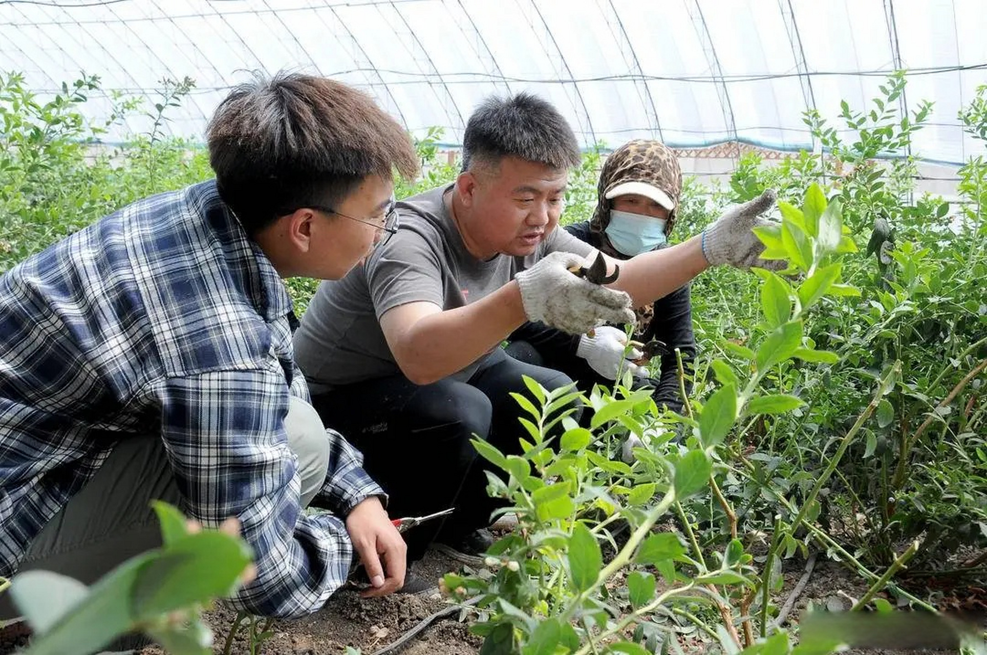 新突破辽宁杠杠滴##有一种美好叫辽宁#农技人员手把手指导蓝莓修剪