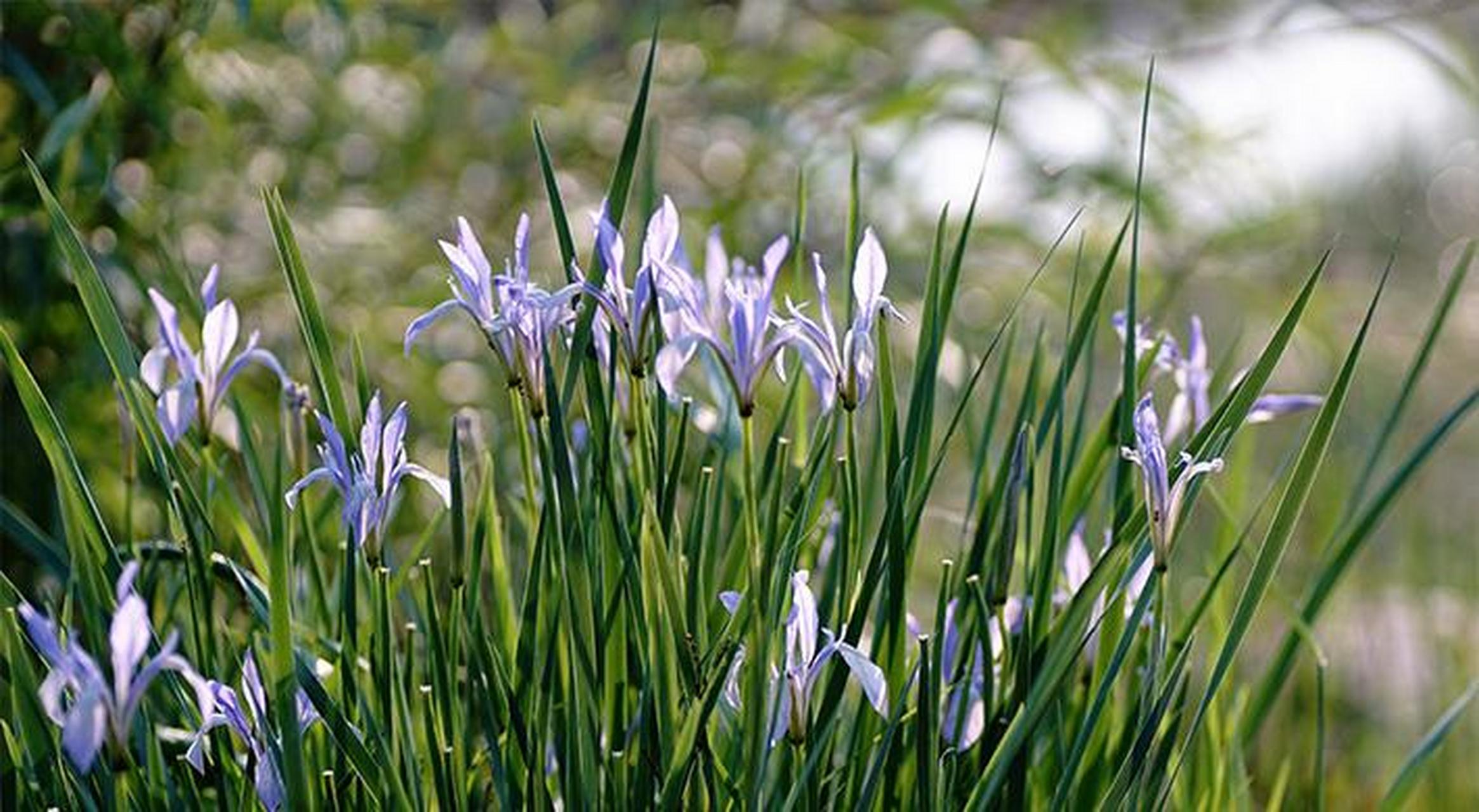 每日一花之马兰花 马兰花学名马蔺,是白花马蔺的变种,多年生密丛草本.