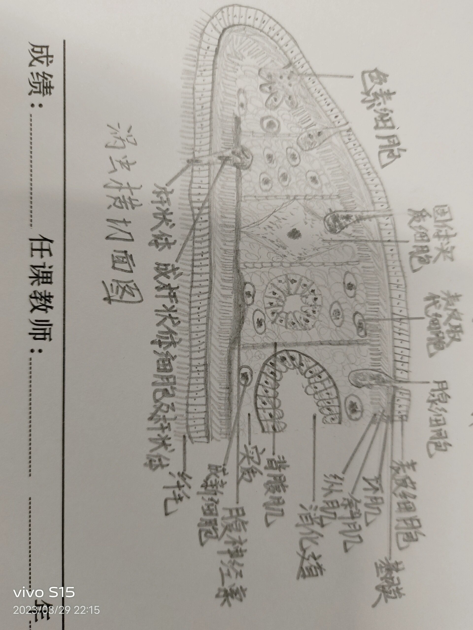 涡虫横切图 手绘图图片