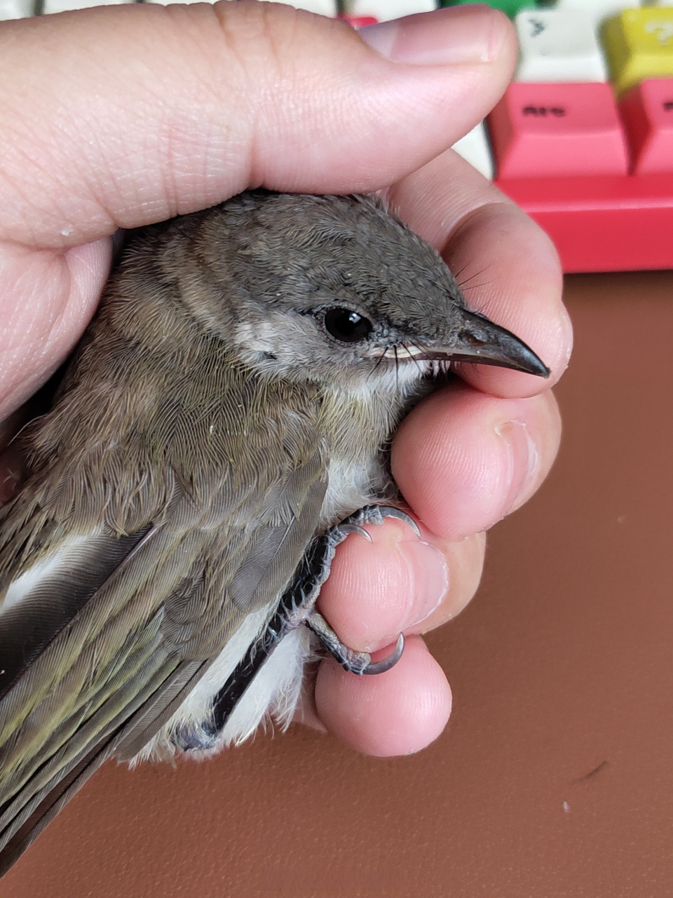 楼下捡的鸟,翅膀受伤了飞不了.不怕人,还挺乖.