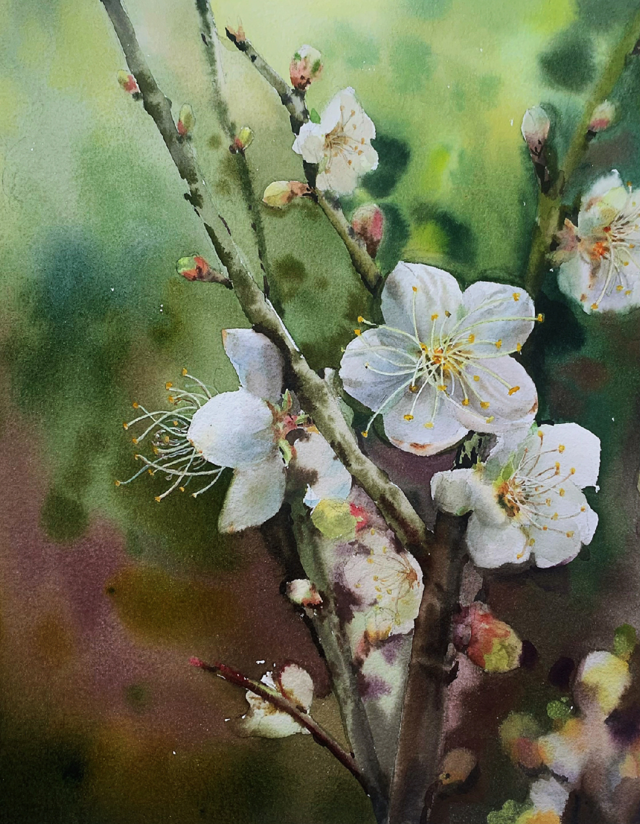水彩 梅花|附过程图
