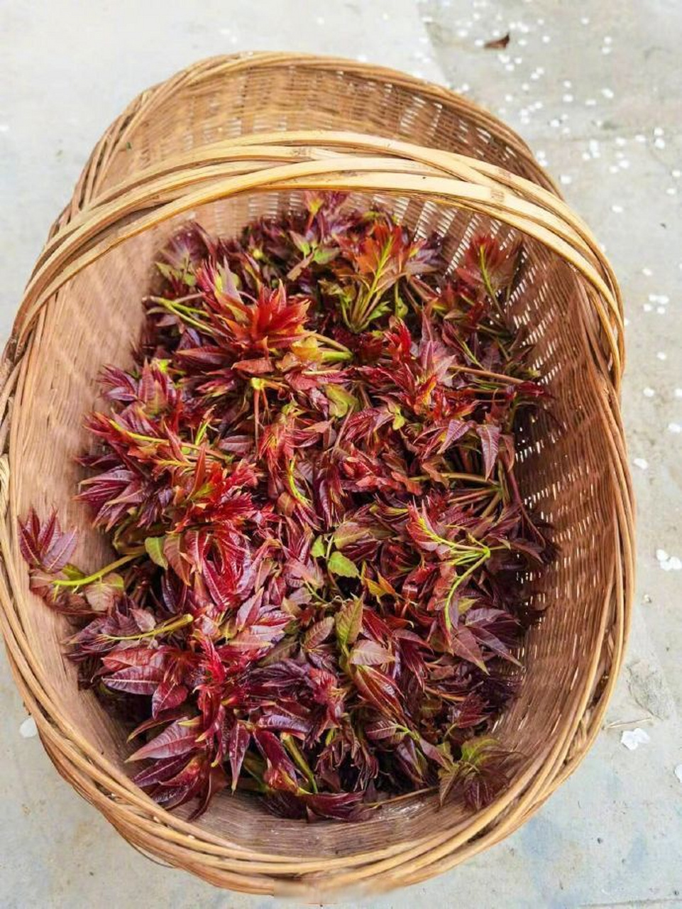 舌尖上的湖北# 【一椿入口,三春不忘】每年清明前后,香椿树冒出水灵