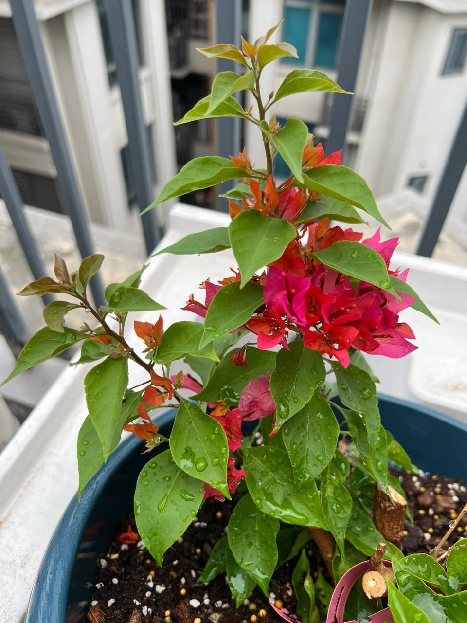 红狐狸尾巴三角梅 花如其名,而且不断长高,不断开花.