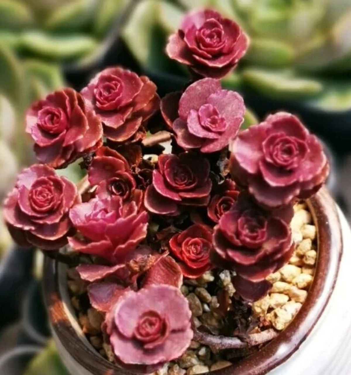 认识多肉第65天——小球玫瑰 小球玫瑰,也叫龙血景天,红叶景天,景天科