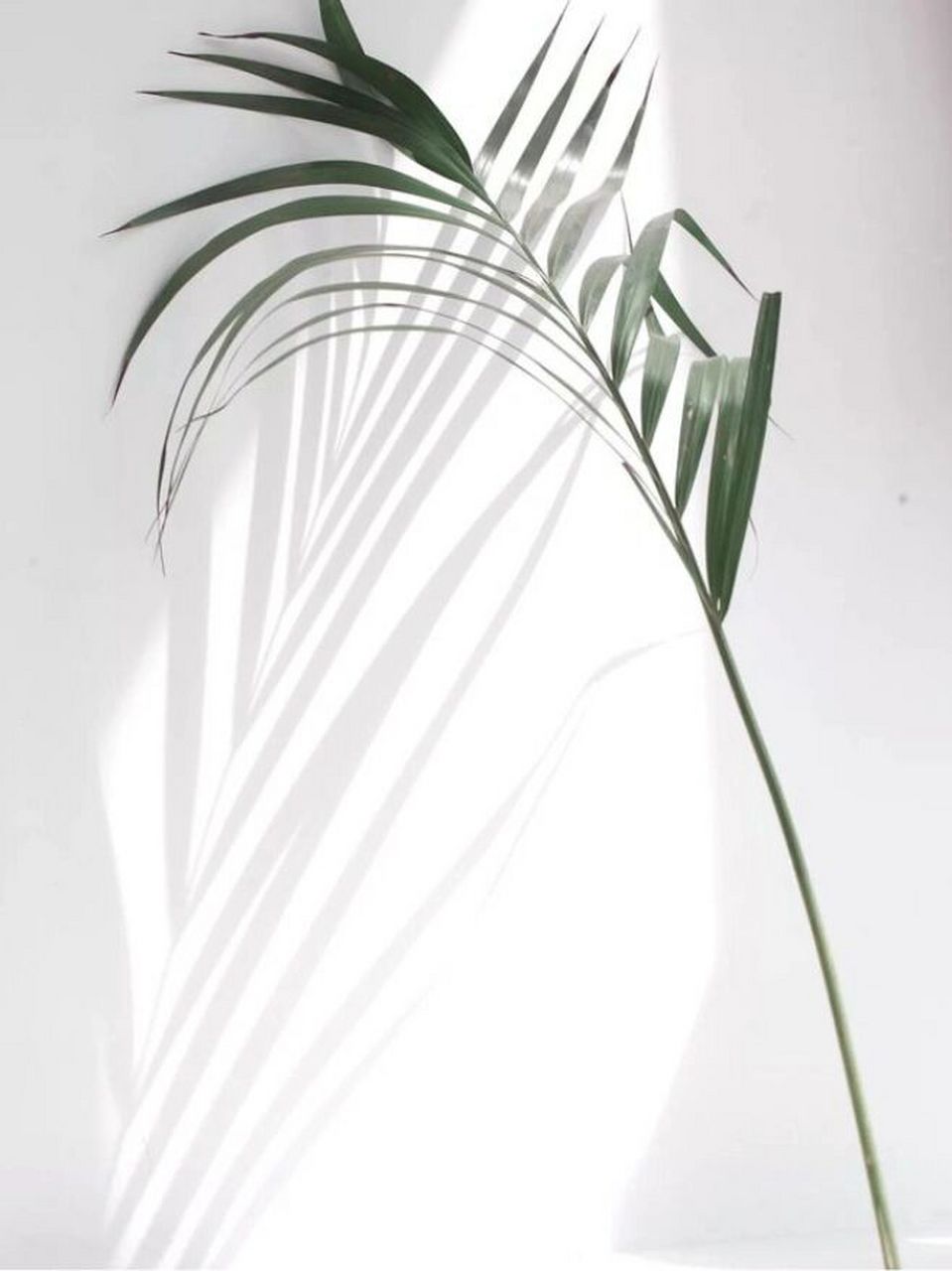 光影背景|朋友圈晒单空白底图模版 98我是阿念,每天更新美业素材