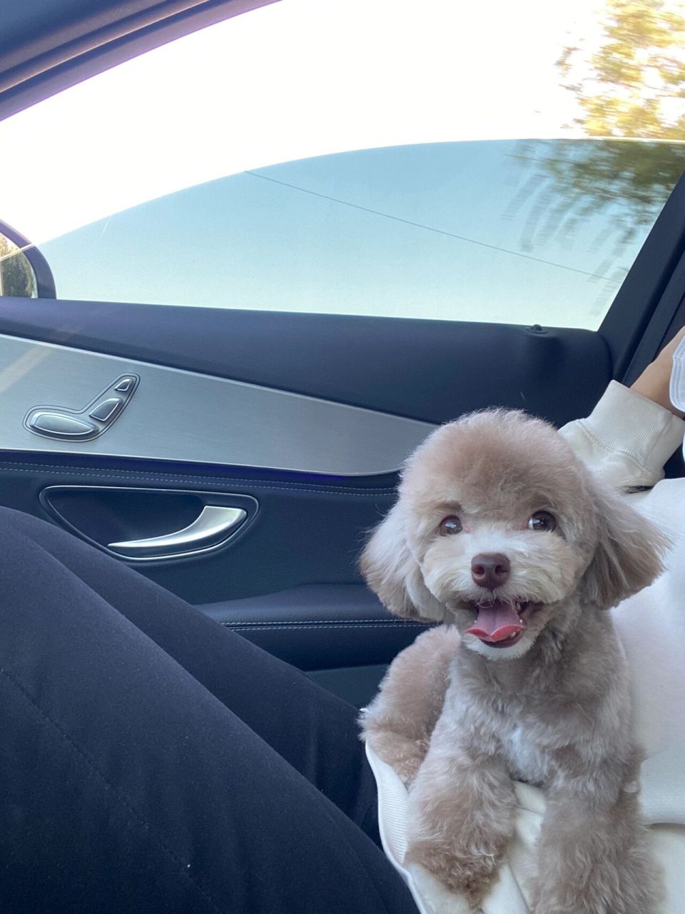 奶咖色泰迪 今天是漂亮小蹦