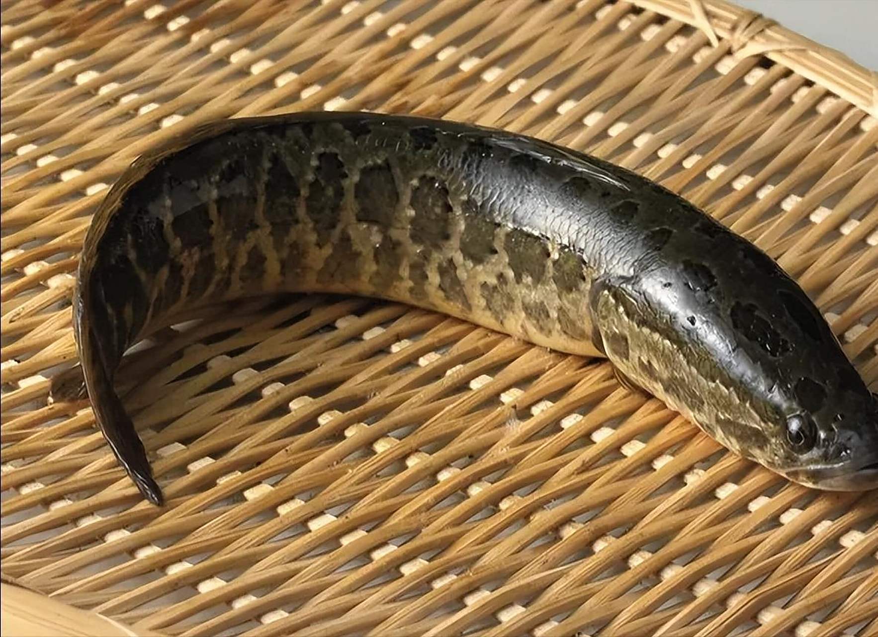 黑鱼带崽千万不要抓,抓了它小鱼就危险了!