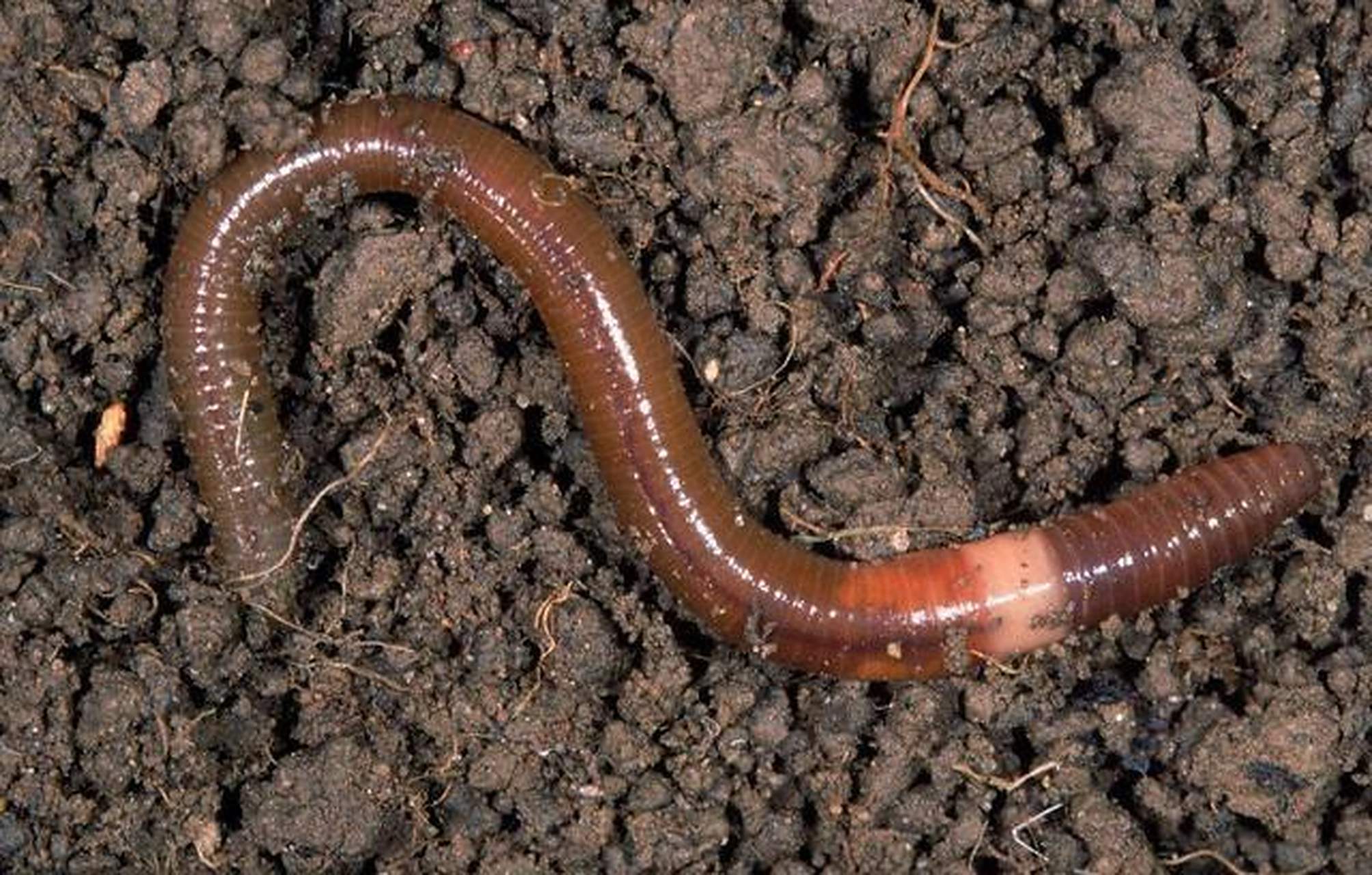 广西各地"蚯蚓"的说法 广西各地都有"蚯蚓"这种地下小动物.