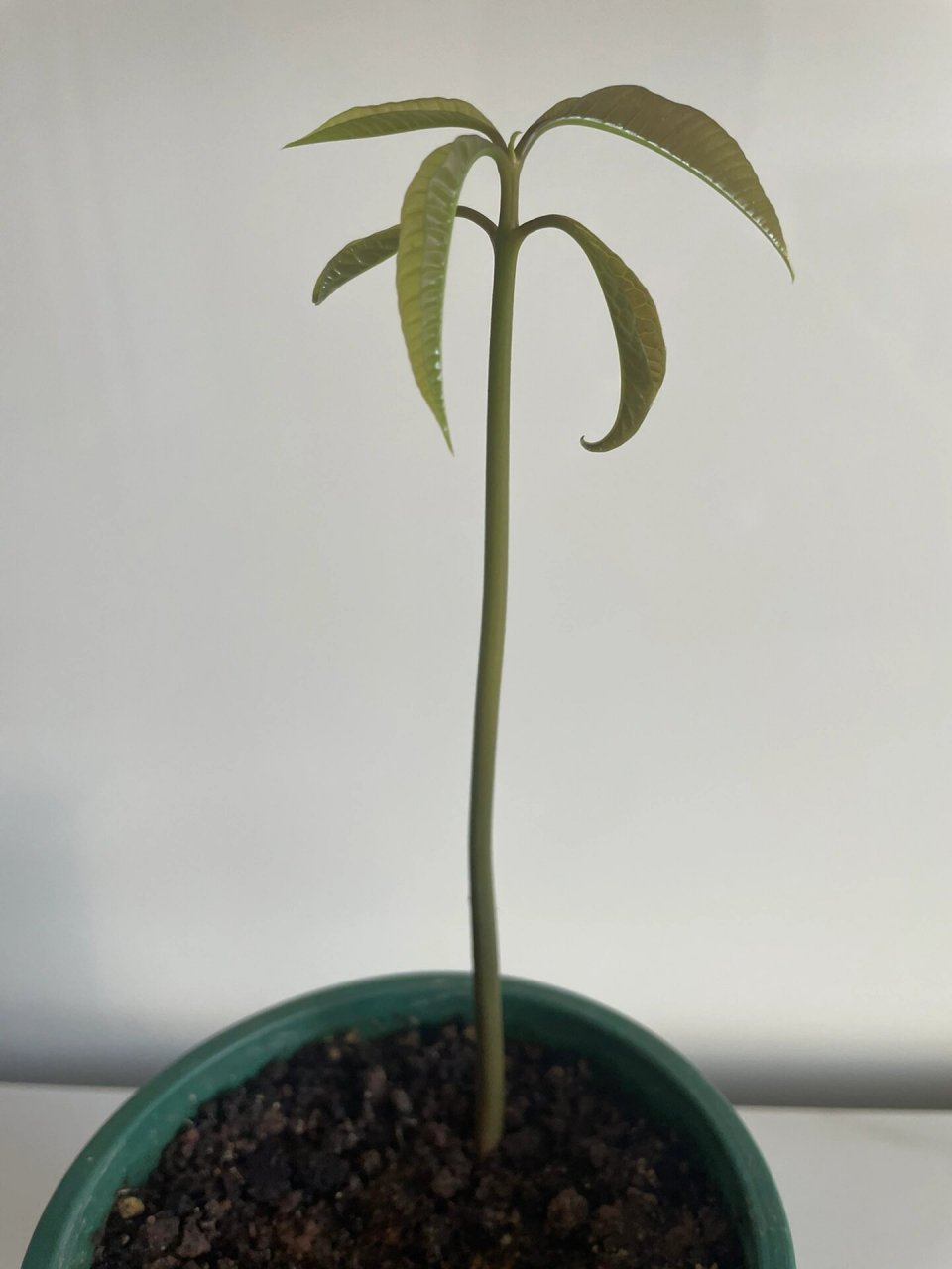 芒果树苗 你以为这是发财树,其实是芒果树苗