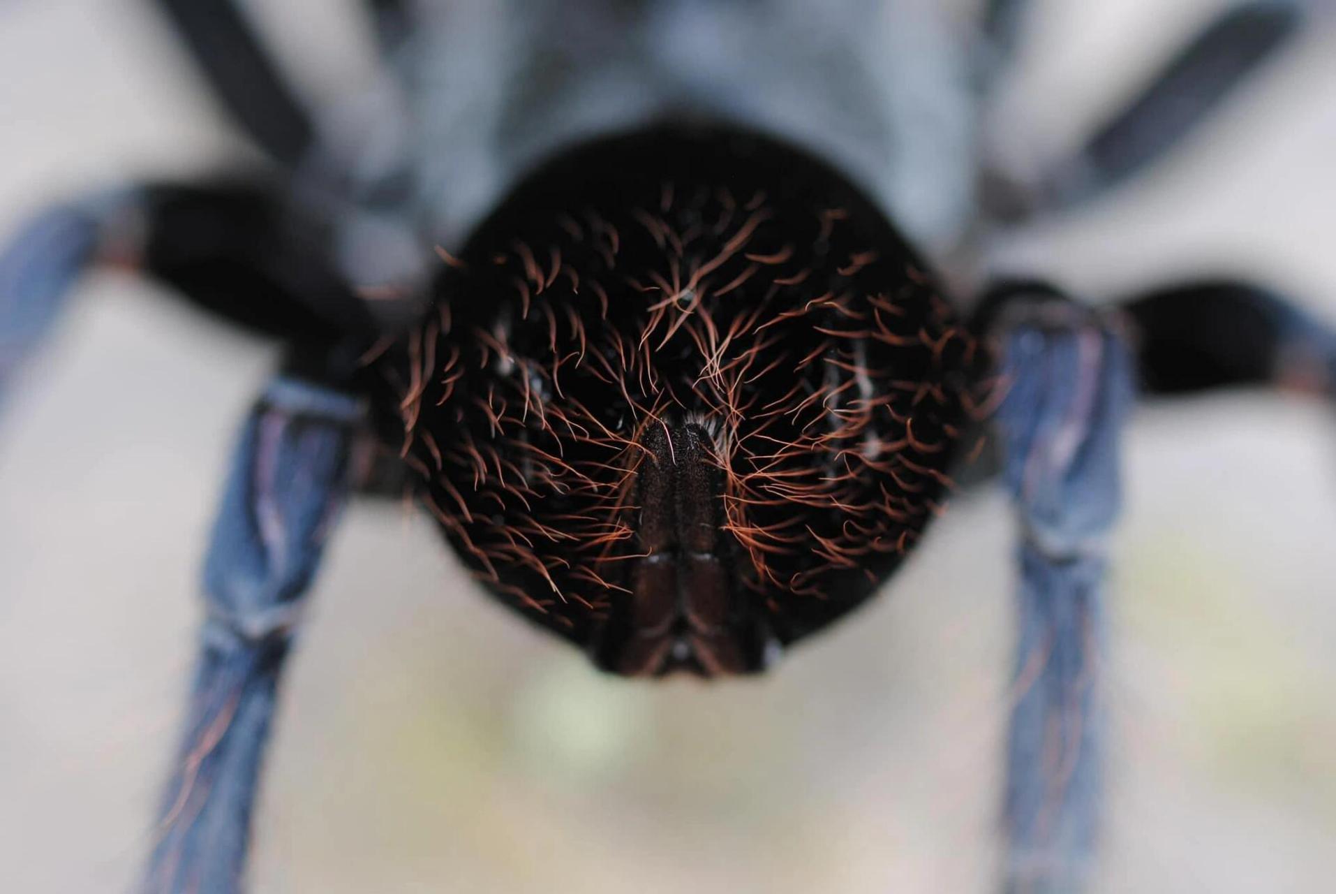 产于秘鲁,玻利维亚热带雨林的动物 玻利维亚钢铁蓝蜘蛛(拉丁学名
