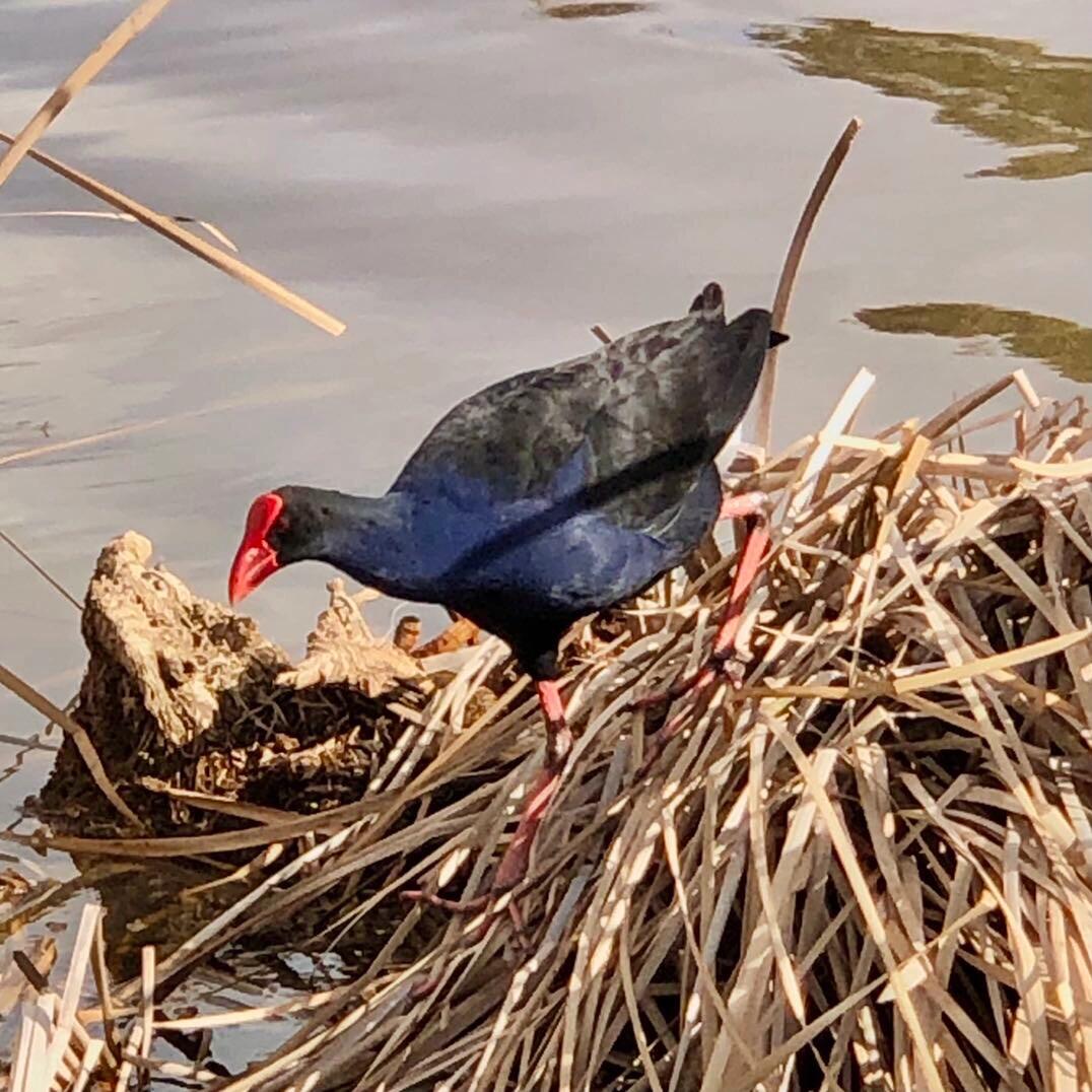 秧鸡种类中的紫水鸡和白骨顶鸡 紫水鸡(学名:porphyrio porphyrio)是