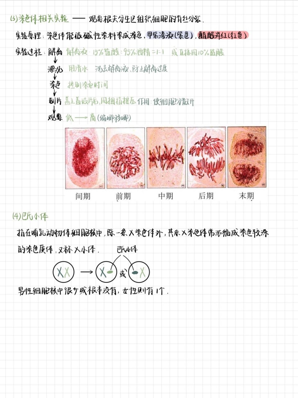 染色体成分图片