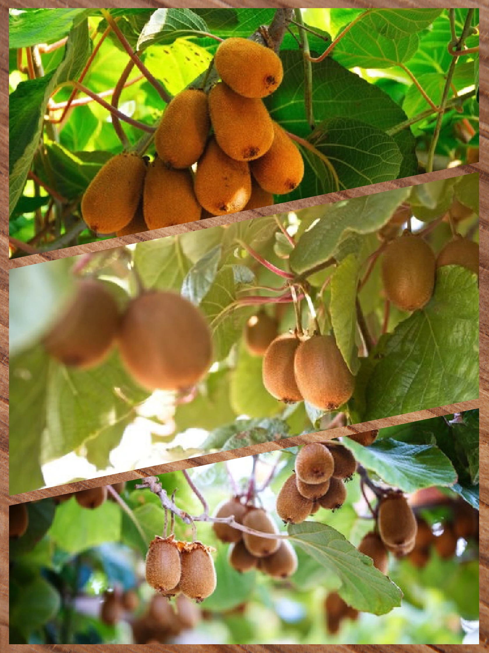 日识一果: vc之王猕猴桃 78【#水果日记#】90 94你知道吗?