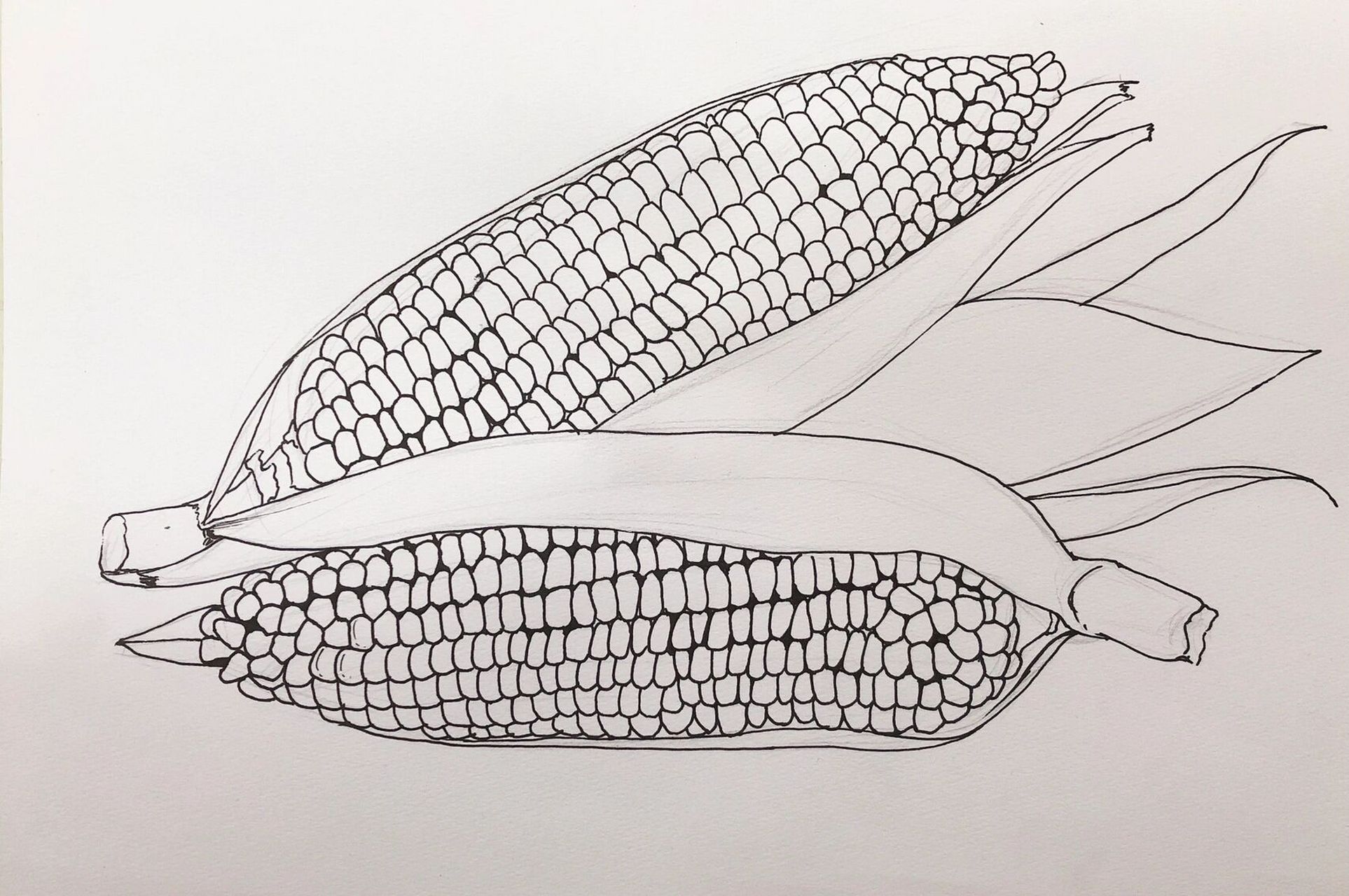 玉米99线描写生附步骤图 玉米线描写生作品适合9岁以上学生创作