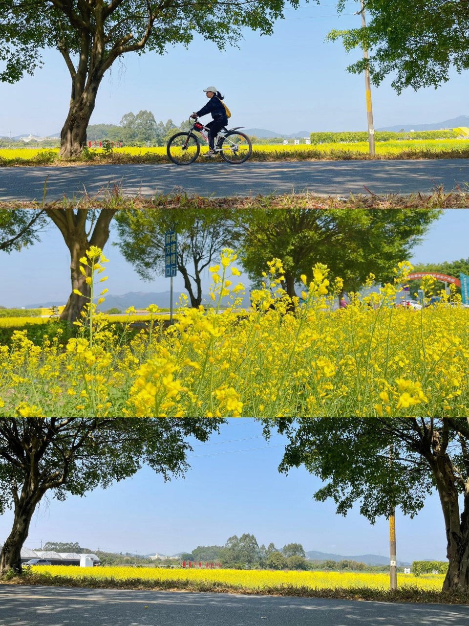 广州拍照 增城朱村丝苗米稻田公园 油菜花开在春天里 增城朱村丝苗米