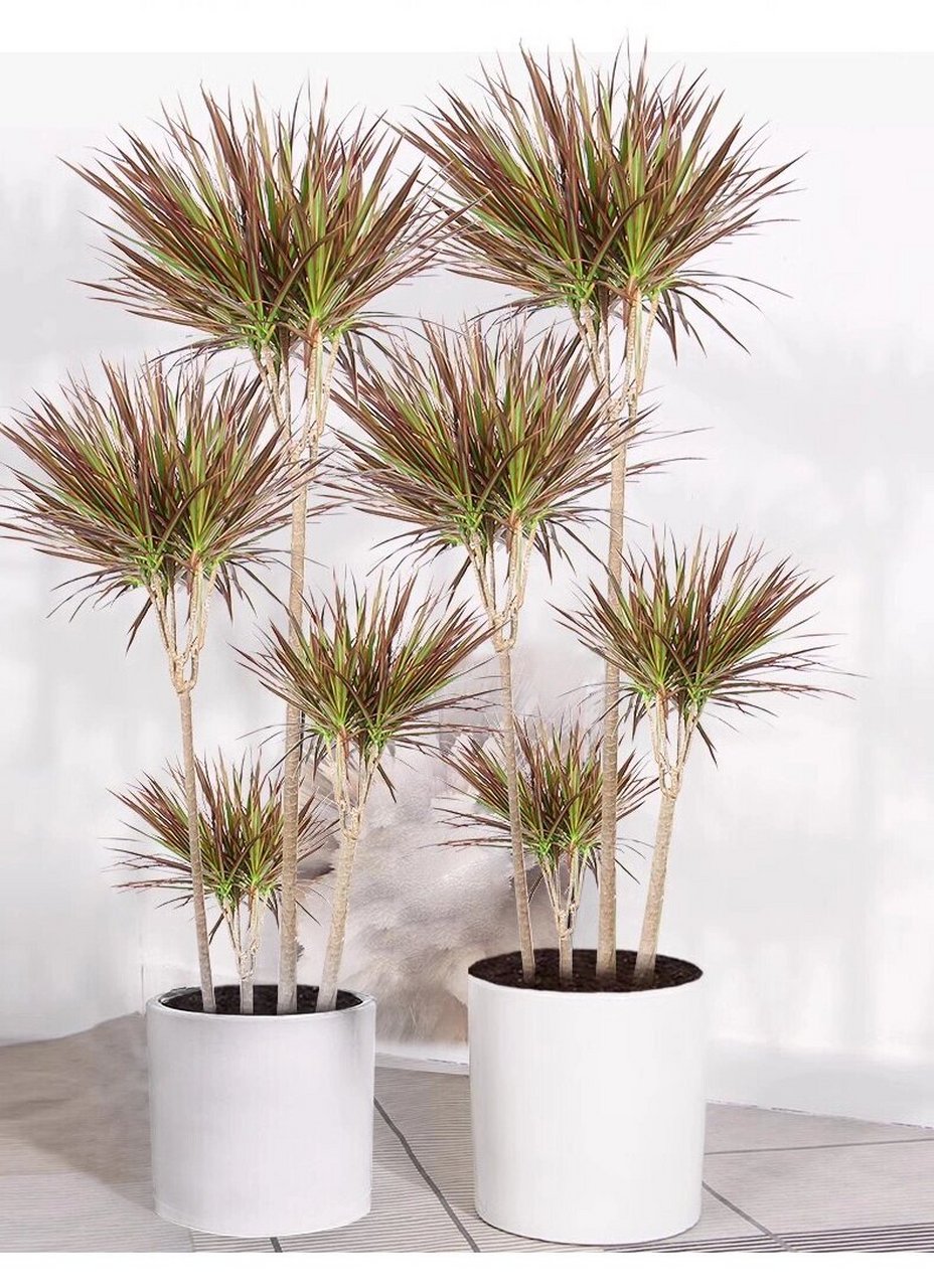 七彩千年木丨高级感绿植推荐 科属:百合科龙血树属 养护难度